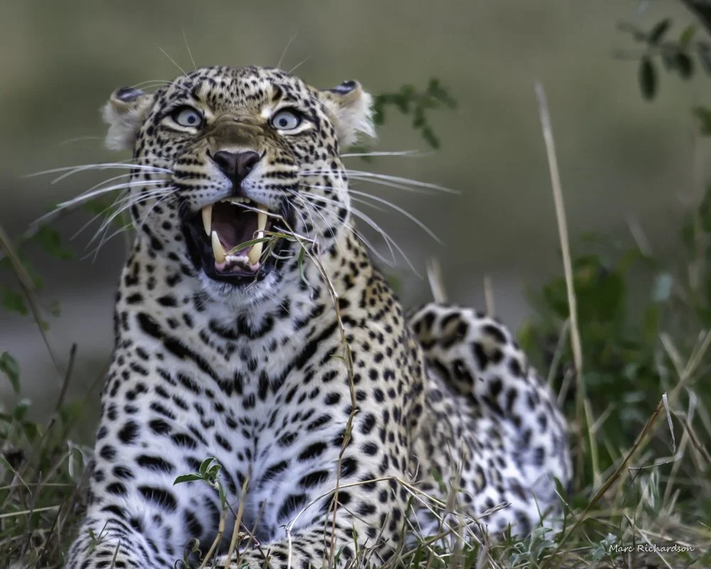 "Duplicitous Diva" Leopard Print