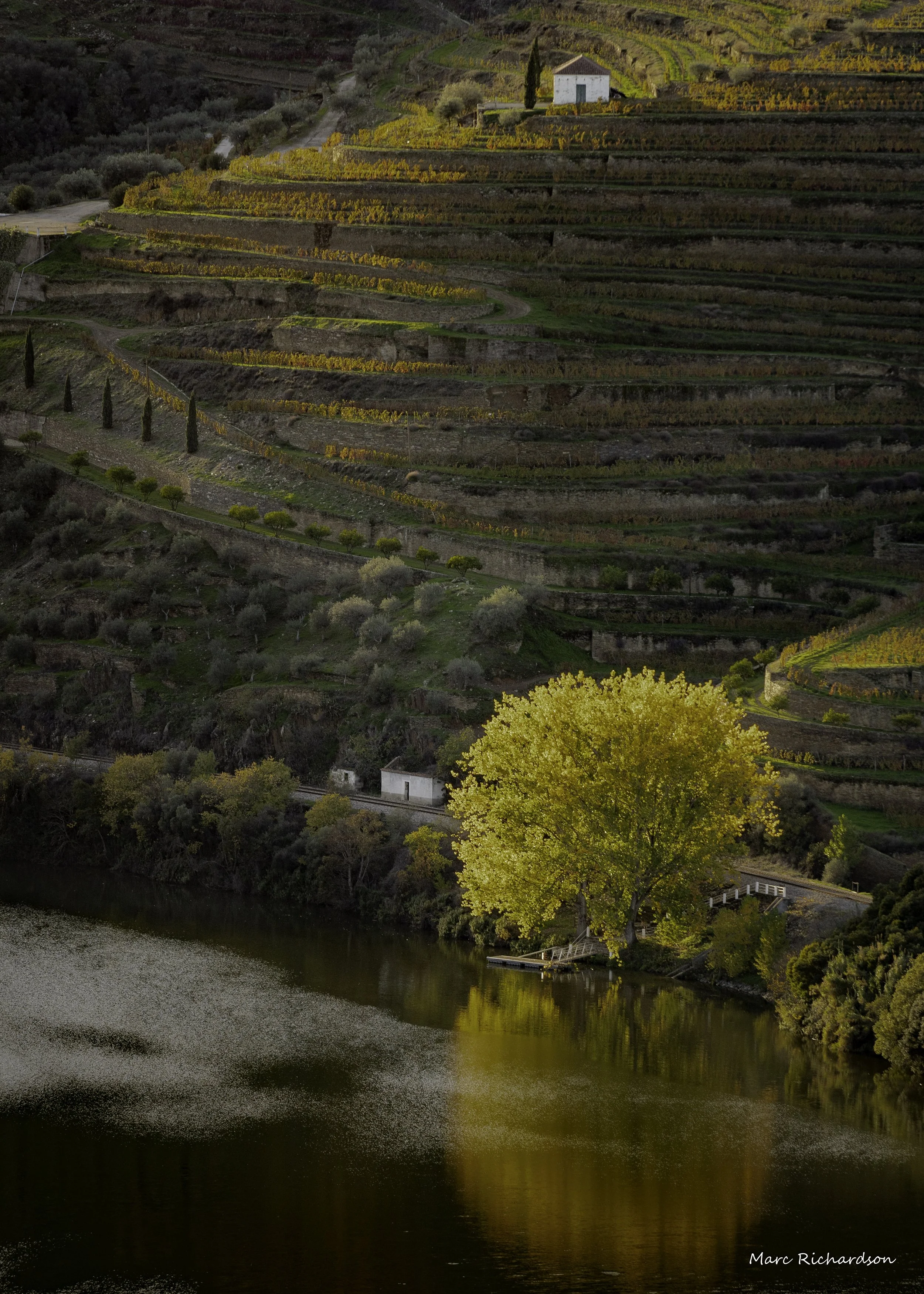 Douro River Valley Vineyard