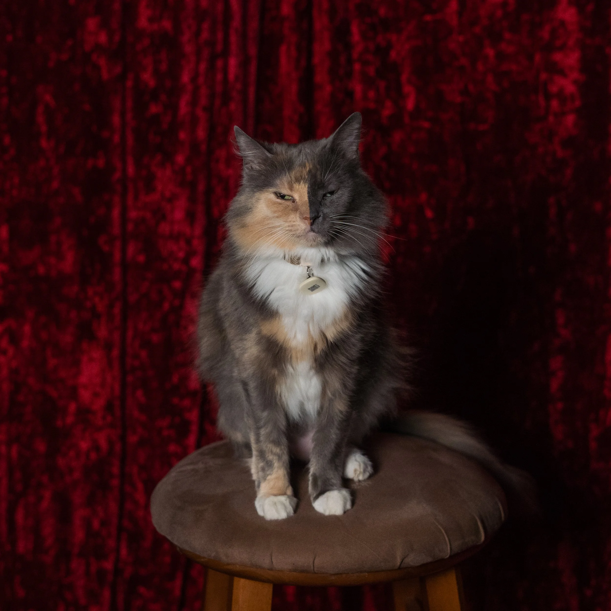 A calico cat with patches of gray, black, and orange fur sitting on a cardboard surface with a red curtain background.
