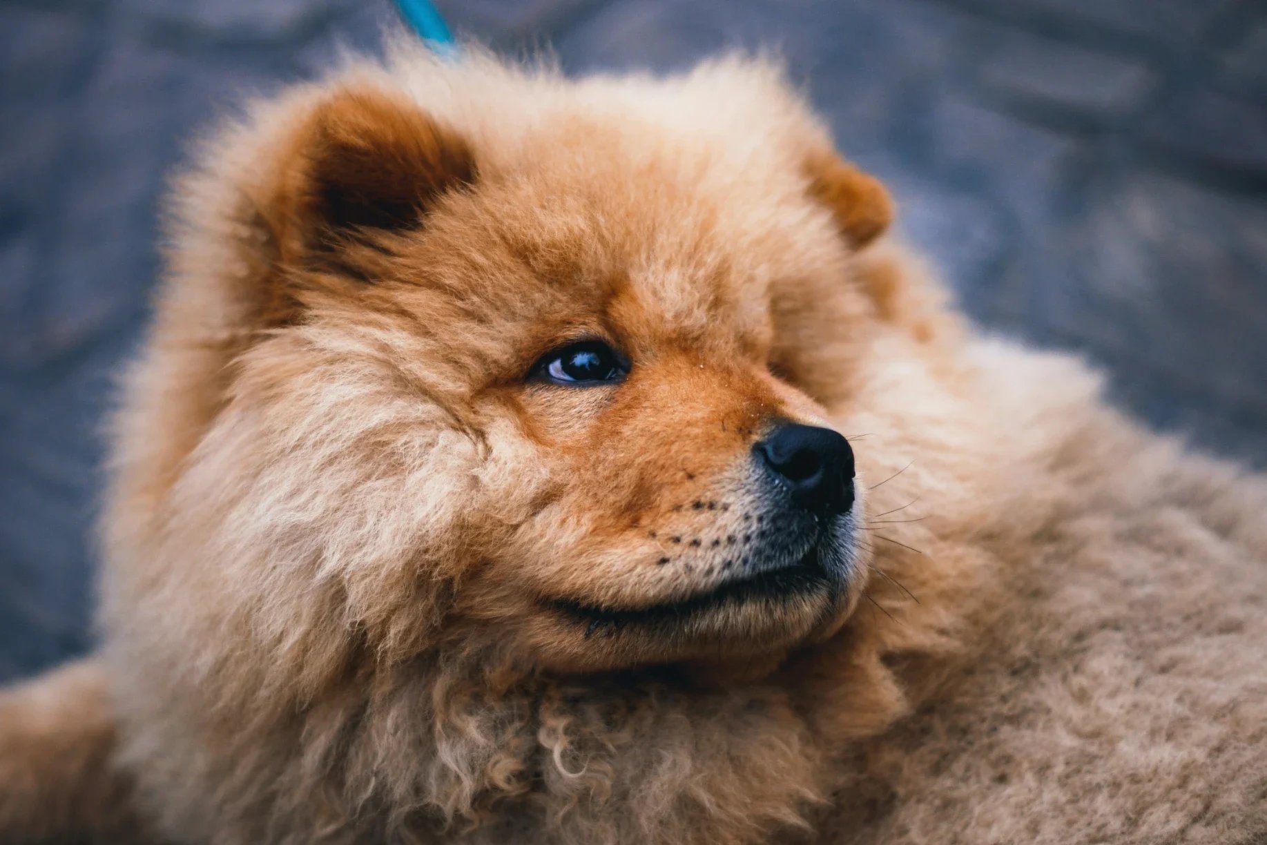 Are Chow Chows Good Family Dogs? Your Questions Answered