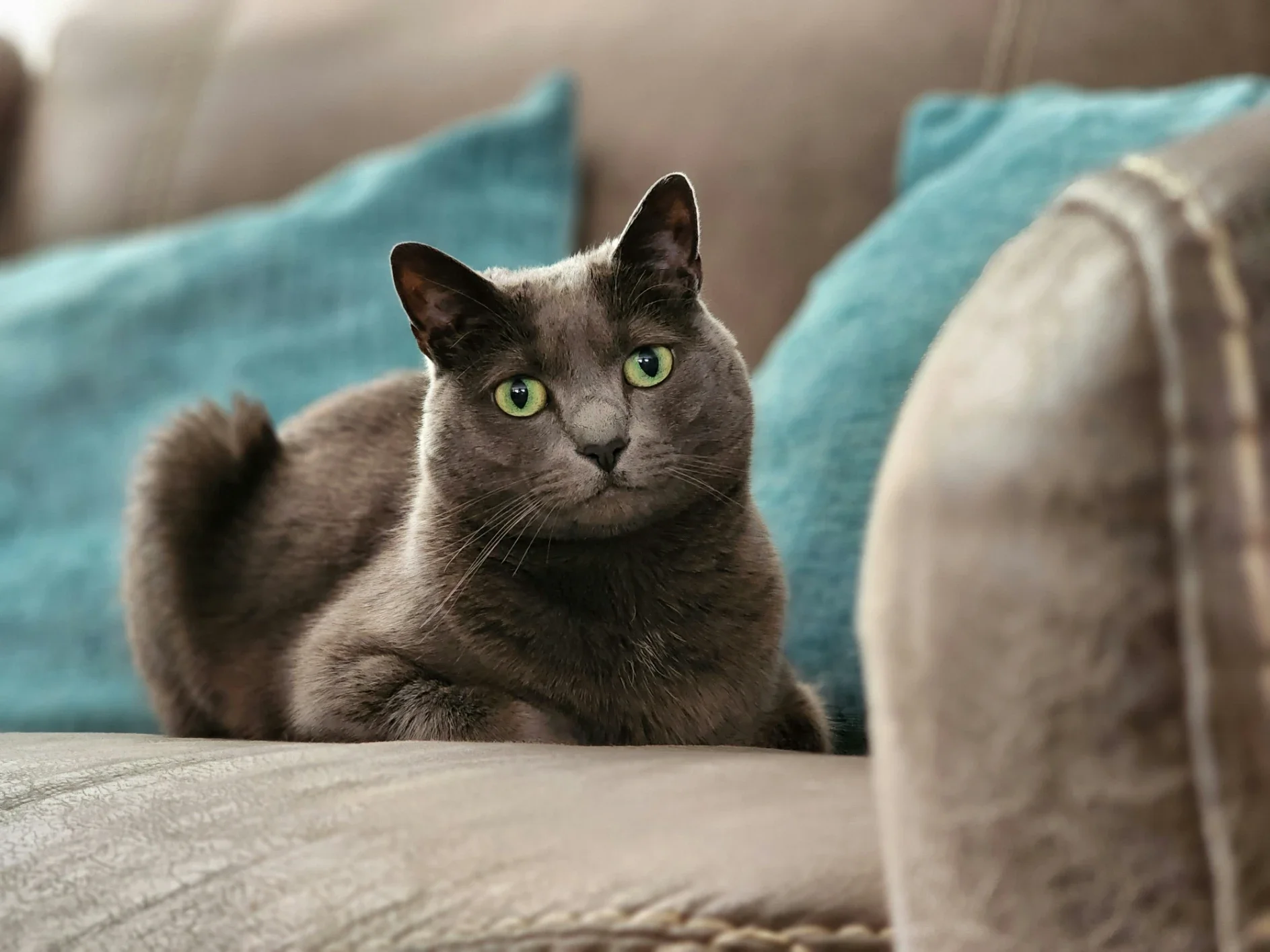 Best Cat-Friendly Couch Brands of 2026: Sofas Built to Survive Claws