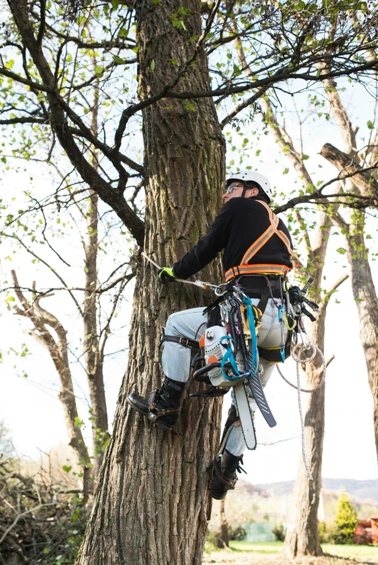 The Value of Partnering with Proven Tree Services