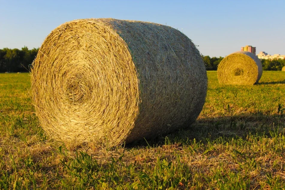 When Is Harvesting Season for Hay?