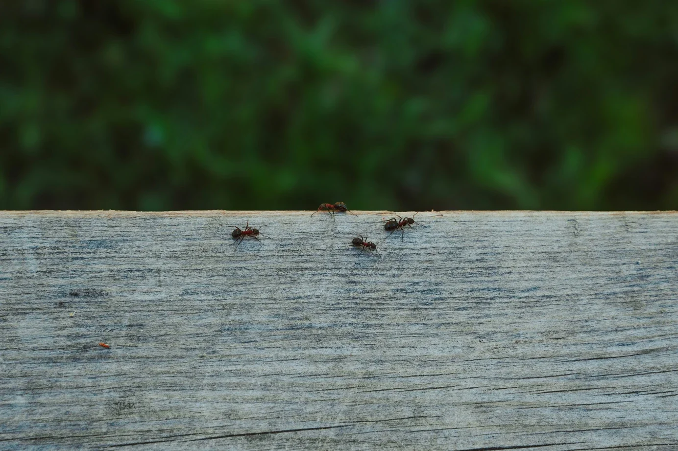 Why Ants Sometimes Gather Around Electrical Outlets in New Orleans Homes