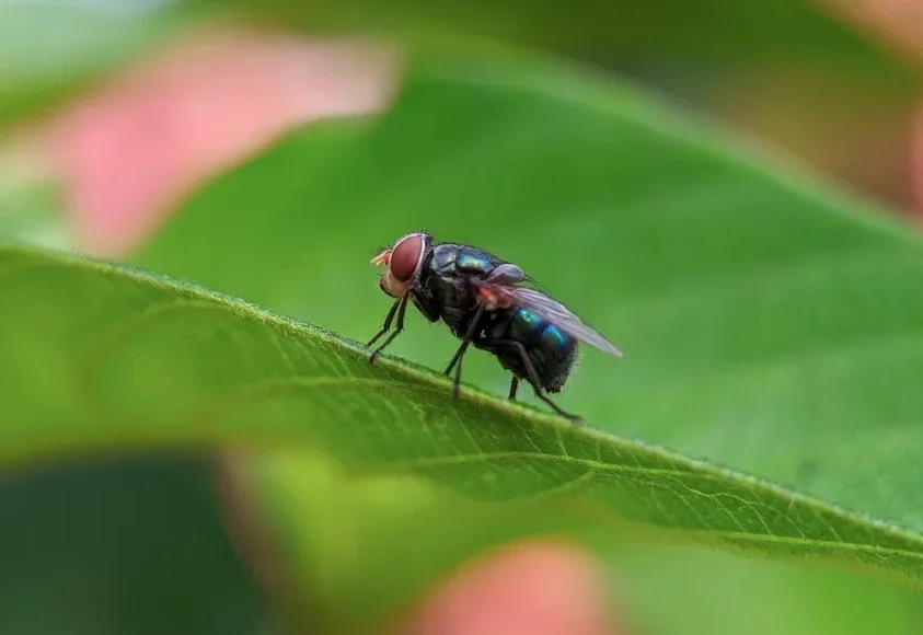 How to Get Rid of Flies in Your House: 10 Best Ways to Keep Them Away