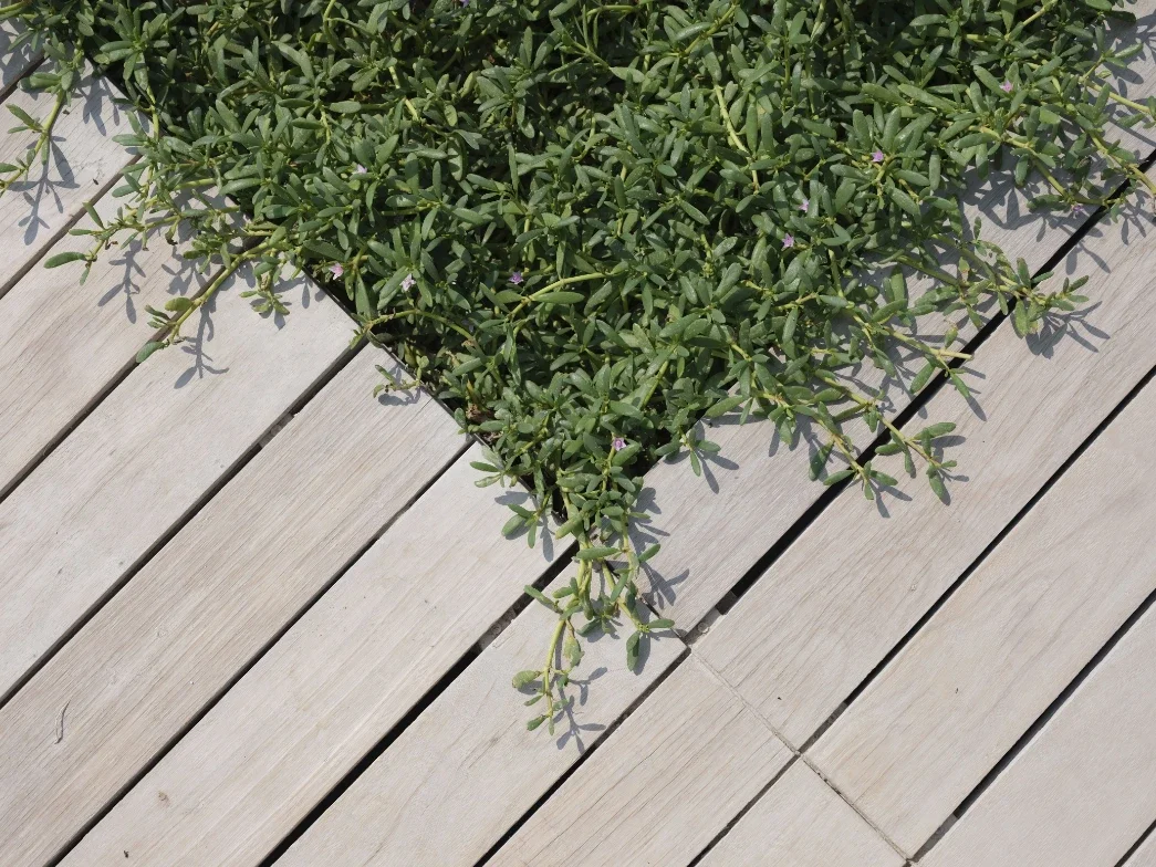 Natural vs. Engineered Decking: Which Fits Your Home &amp; Garden Style?