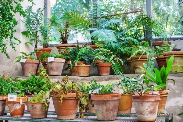 How to Maintain Indoor Garden Throughout the Year