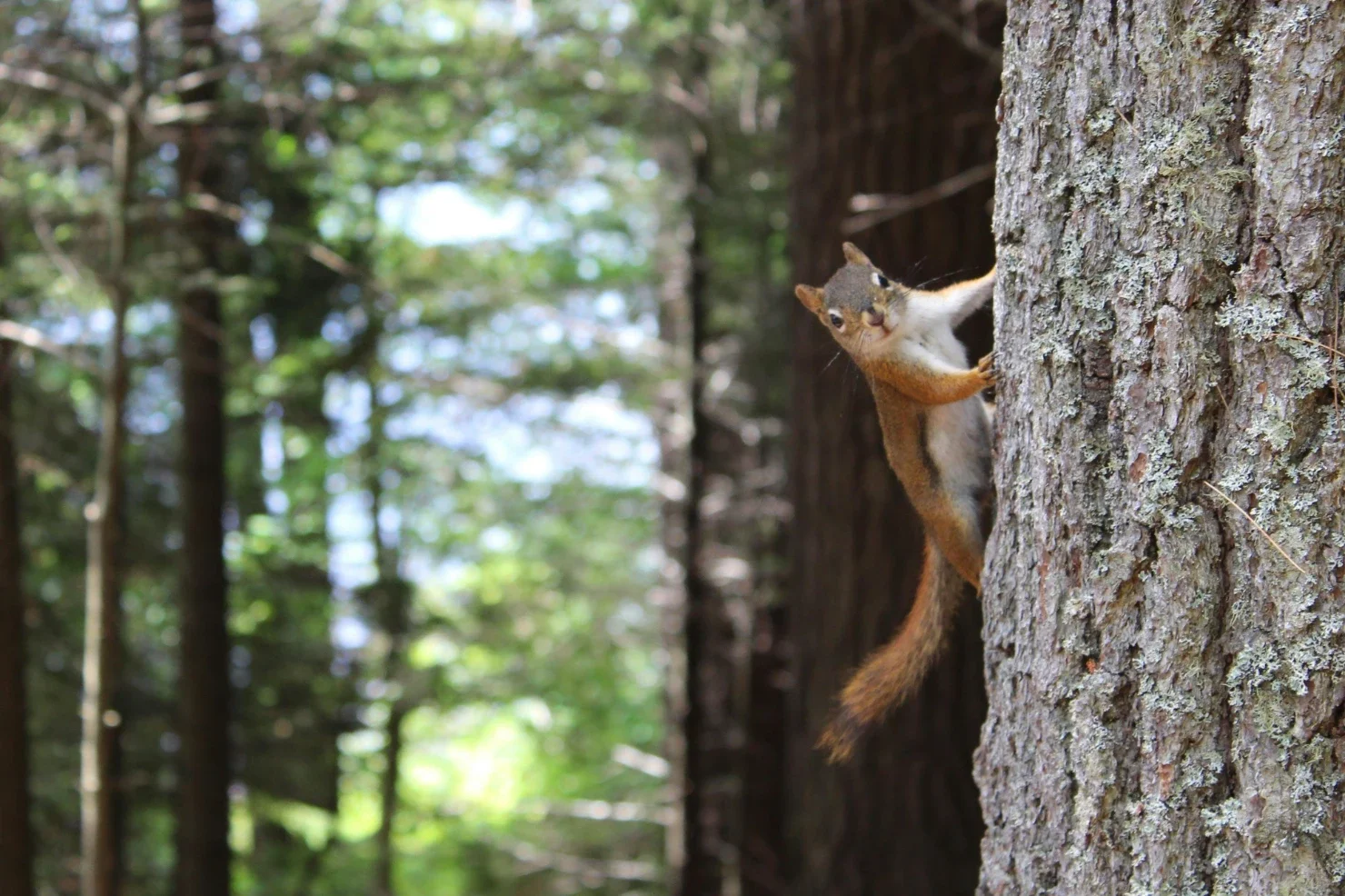 How to Get Rid of Squirrels: Preventing Property Damage