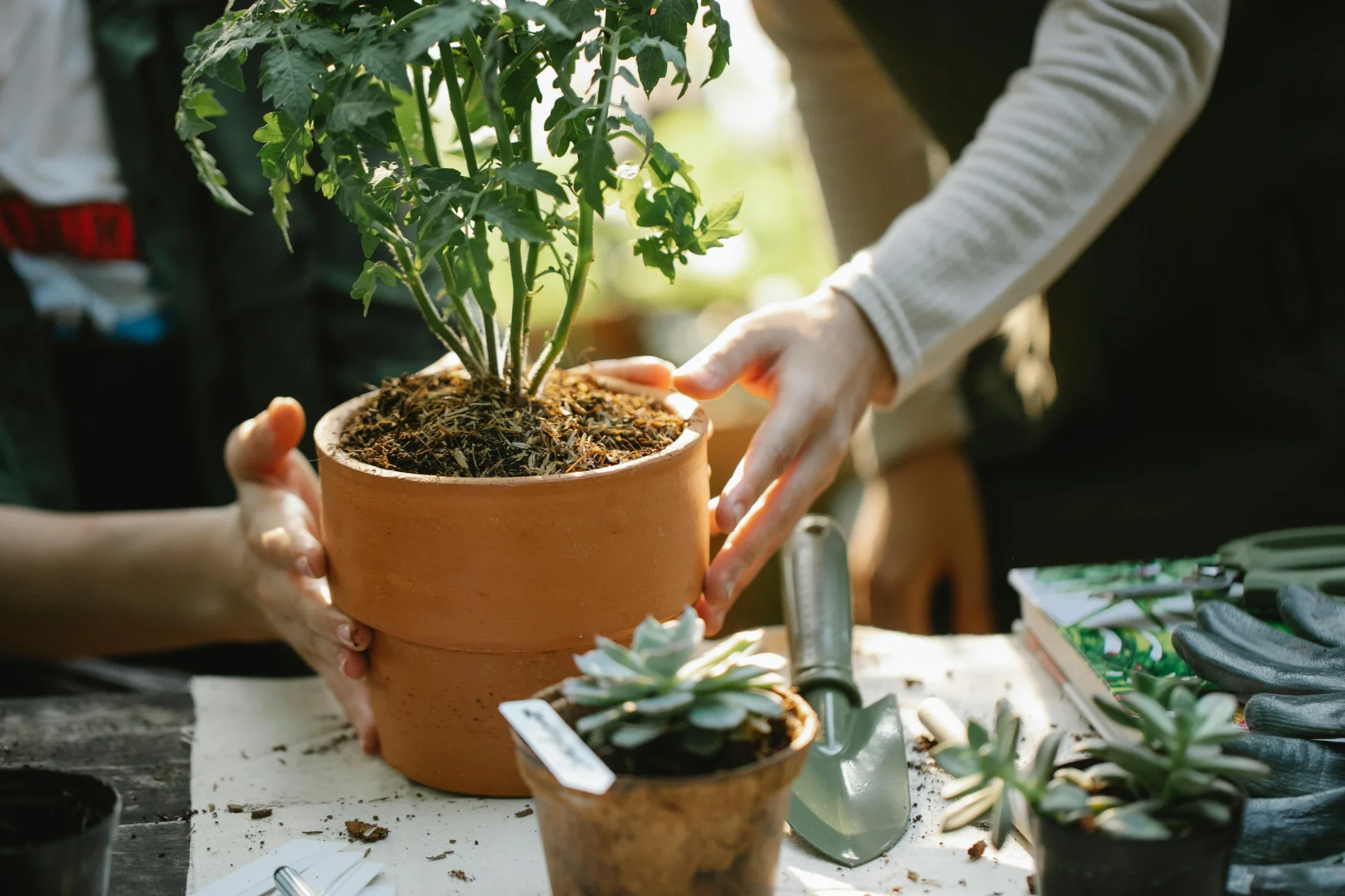 Simple Tips for a More Sustainable Life at Home
