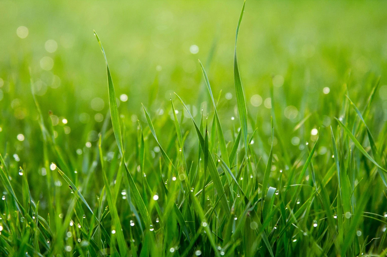 How to Create a Beautiful Backyard That Requires Less Maintenance