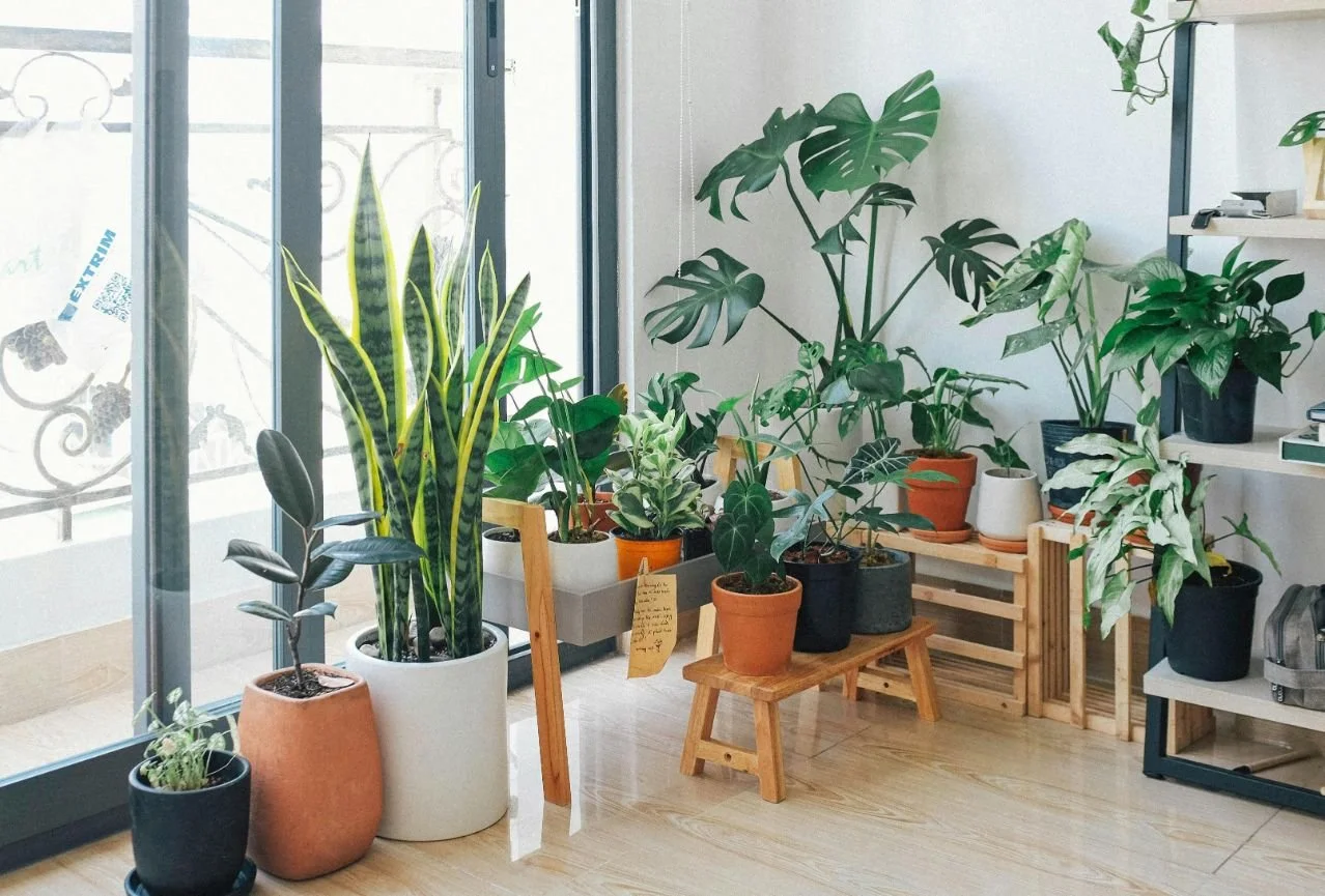 Natural Elements That Make Homes Feel Healthier and More Grounded