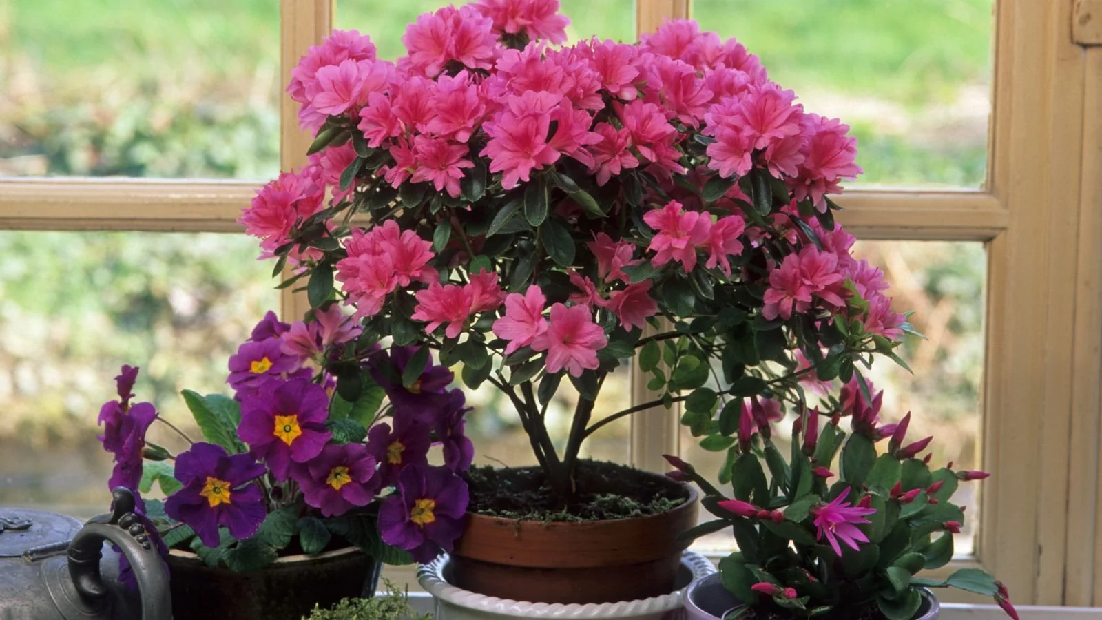 How to Grow Rhododendrons at Home: Planting, Care, and Maintenance