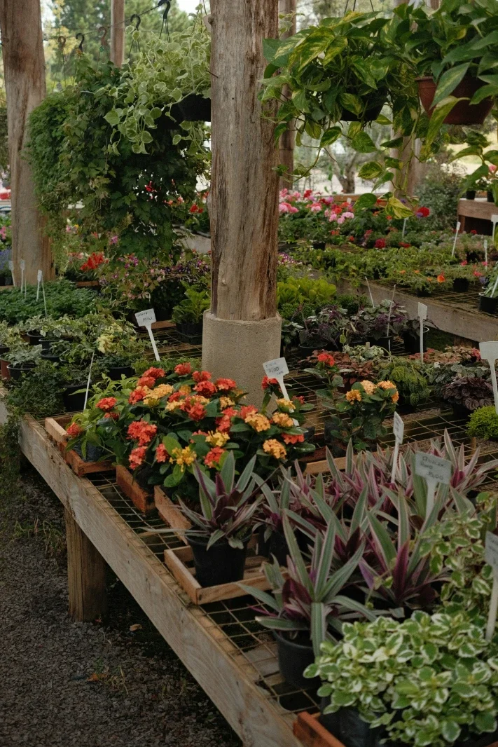 10 Benefits of Using Planter Boxes in Your Garden 