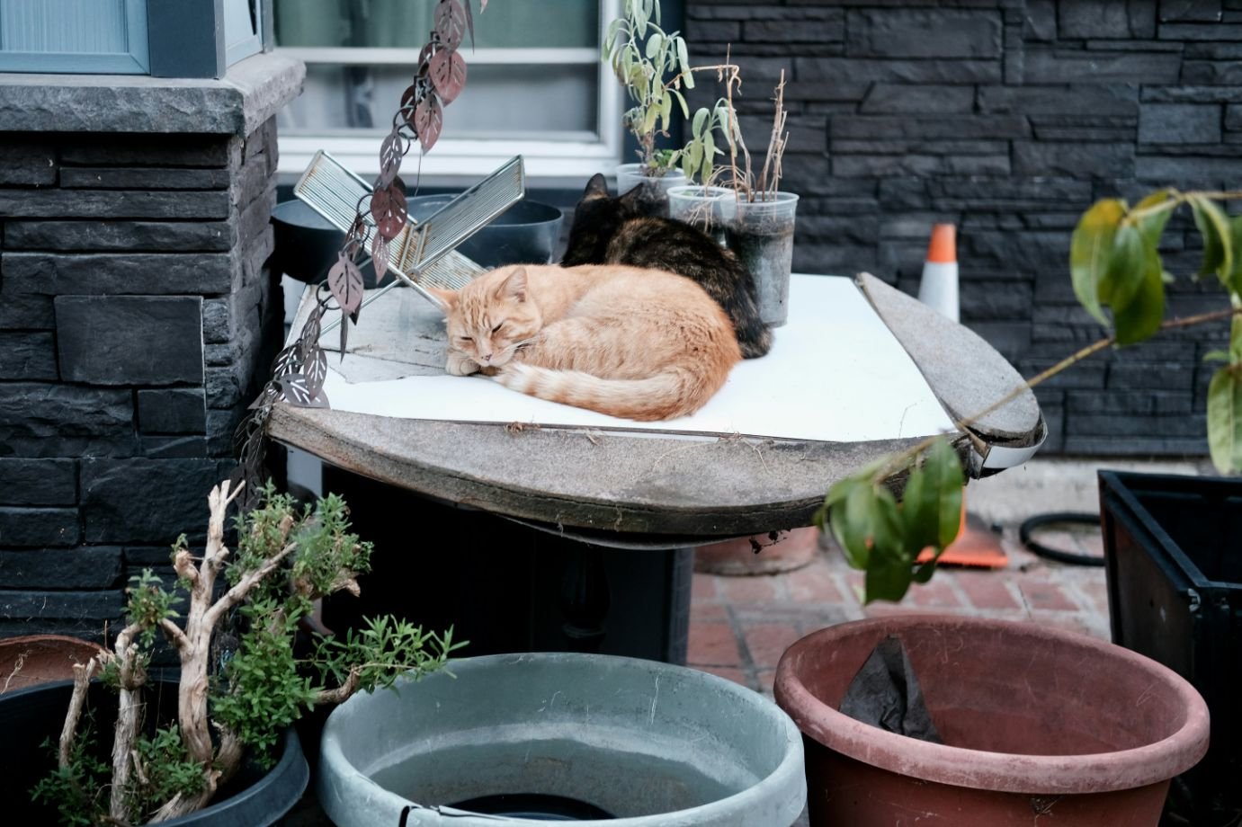 Pet-Friendly Backyard Ideas for Happy, Safe Pets