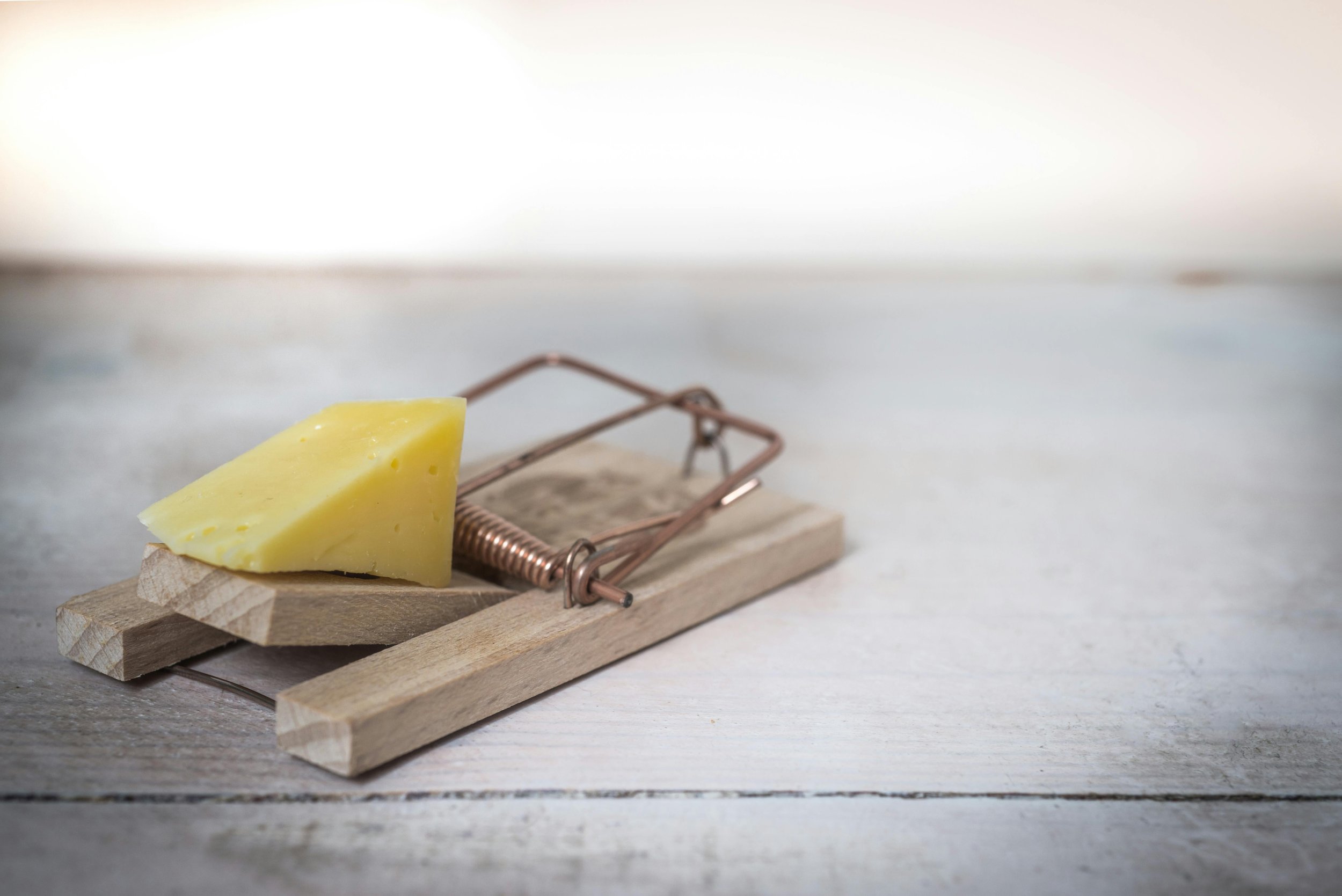 The Hidden World of Household Pests and What You Can Do