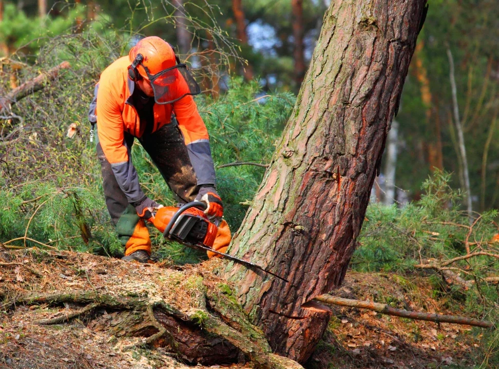 How to Safely Navigate Tree Removal in Cheshire: A Homeowner’s Guide