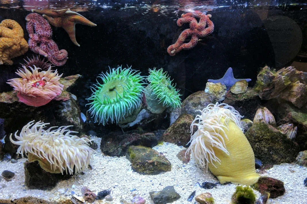 How 3D Aquarium Backgrounds Can Turn Fish Tanks into Living Art