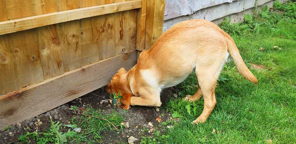 Ways to Use Colorbond Fence Panels to Protect and Enhance Your Garden