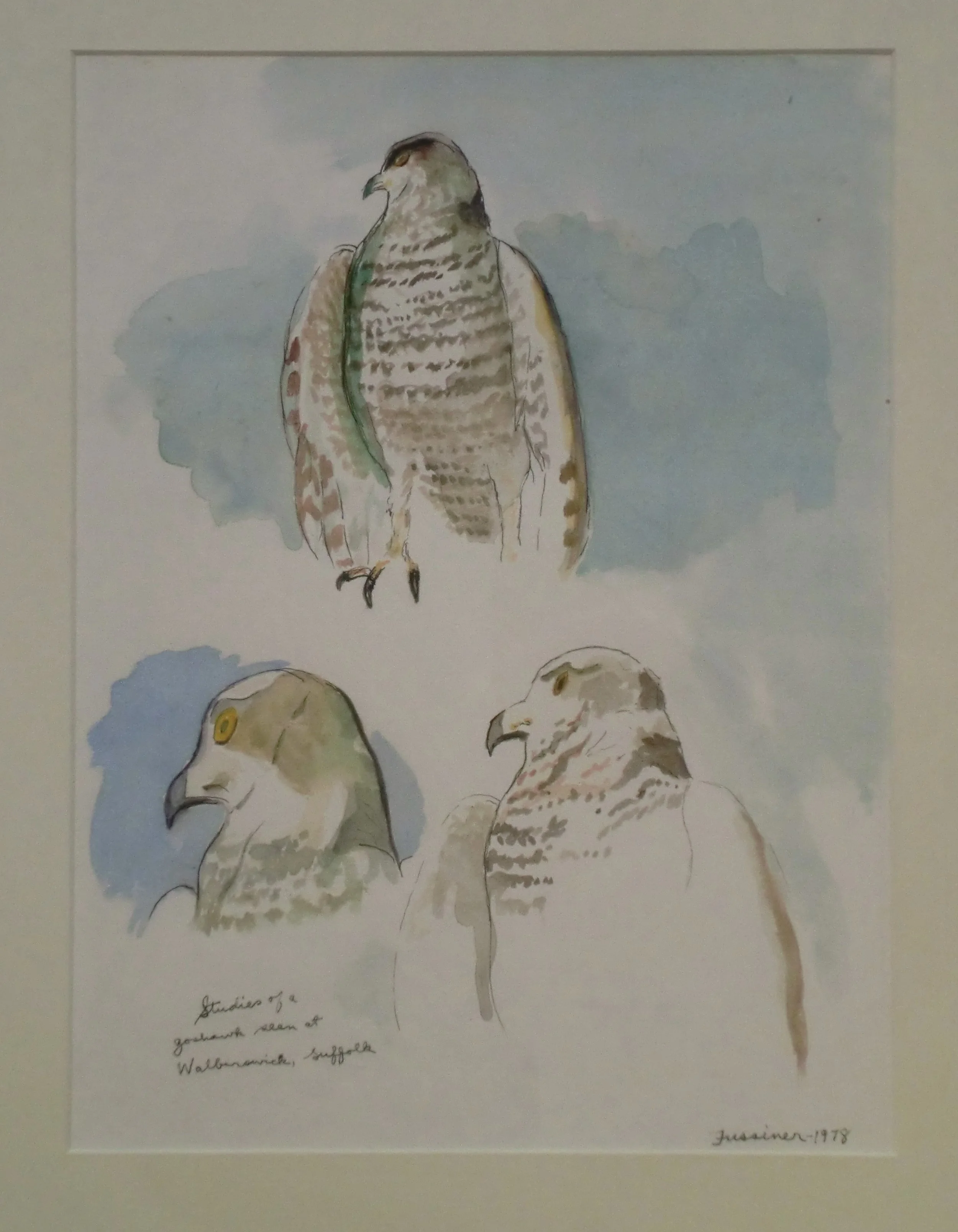 28. Goshawk