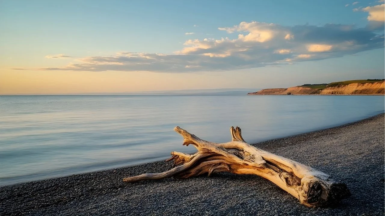 großer Ast am Strand liegend