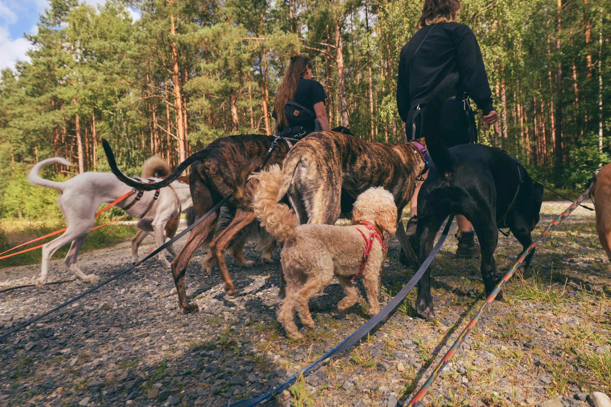 Dogwalking Pankow, Dogwalking Berlin