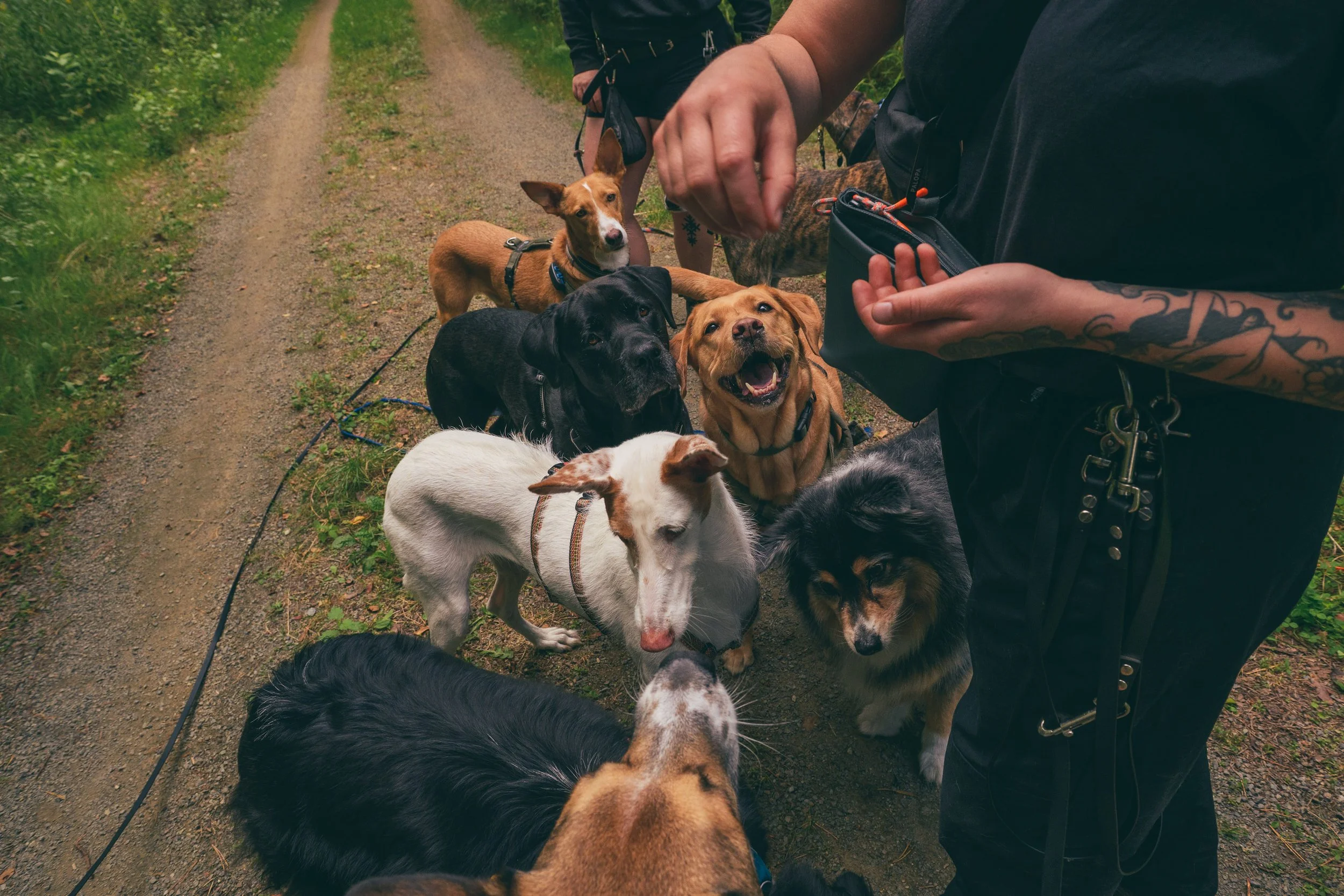 Dogwalking Berlin