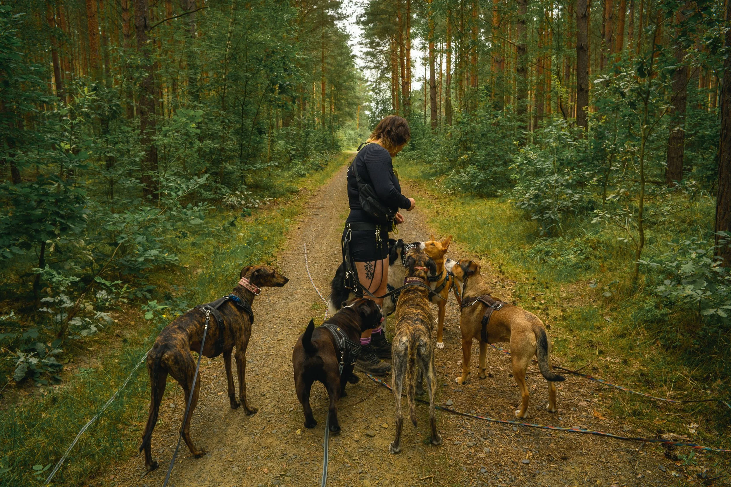 Dogwalking Wilhelmsruh, Dogwalking Pankow