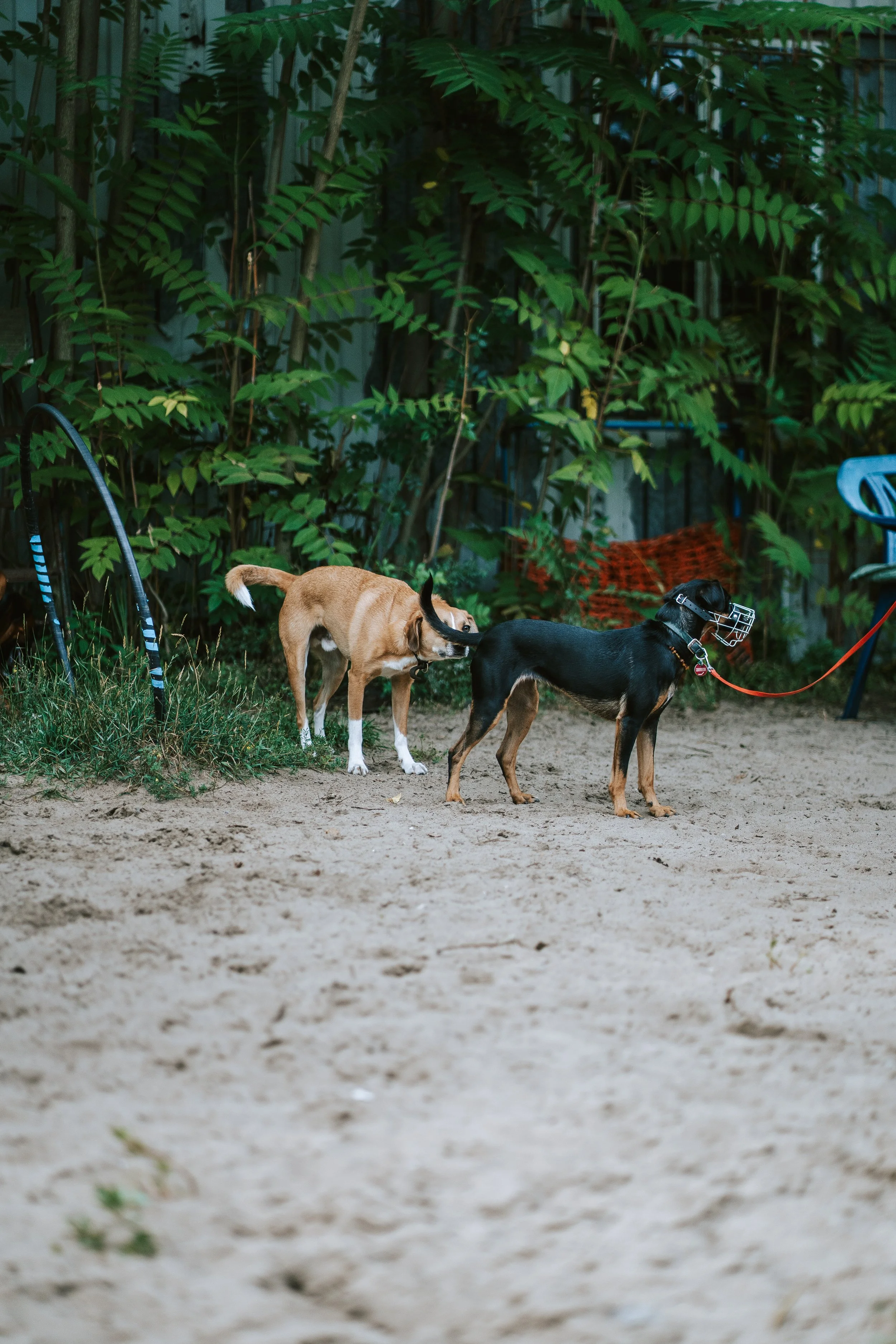 Hundebegegnungen in Berlin, Junghunde, Hundetraining Berlin