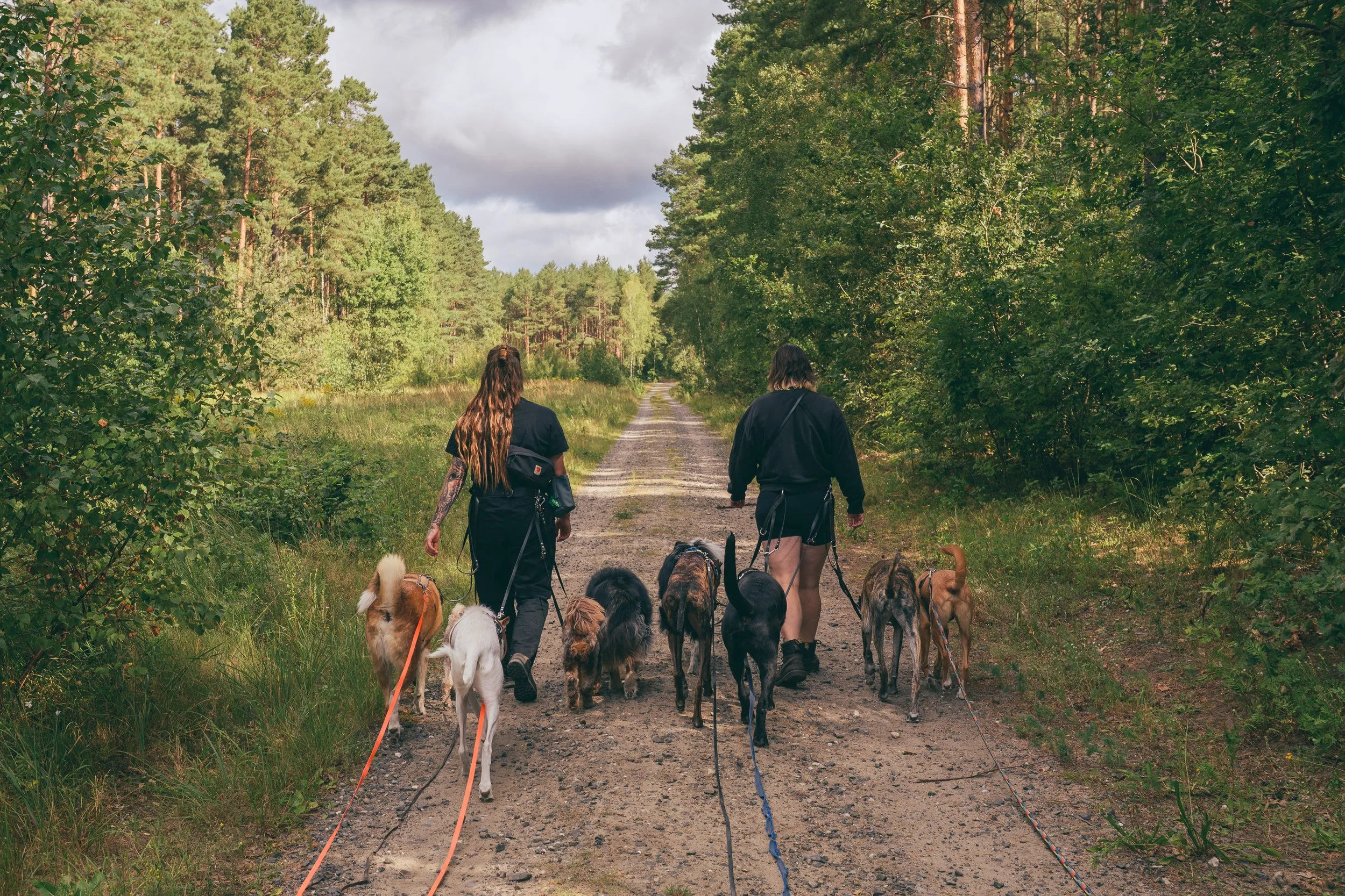 Hundetraining Pankow, Anti Jagdtraining, Hundebegegnungen