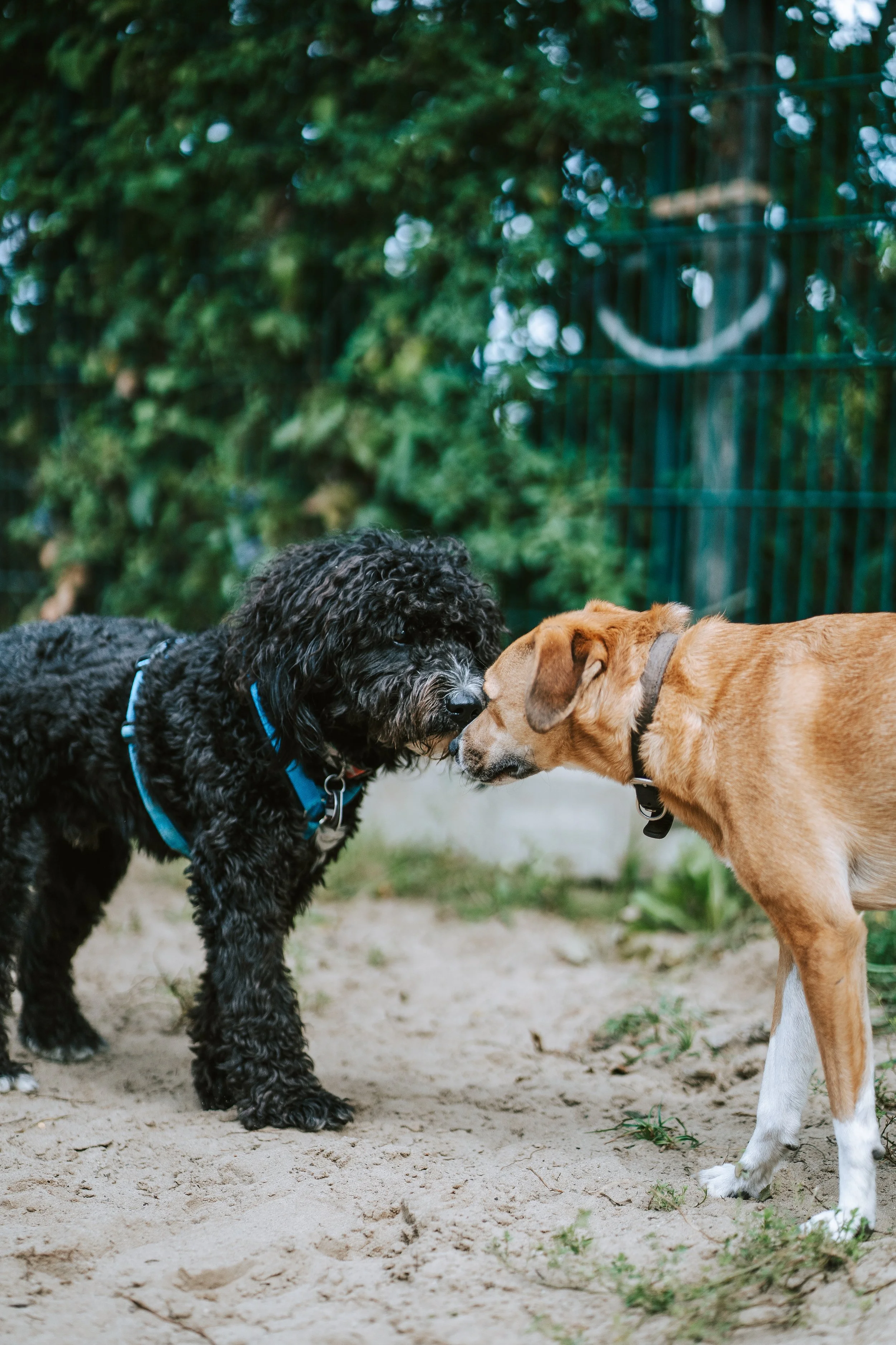 Hundebegegnung, Hundetraining Berlin