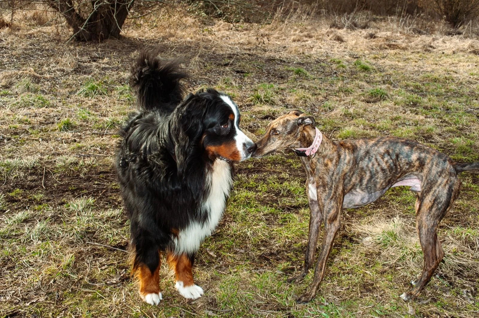 Hundebegegnung Training Berlin