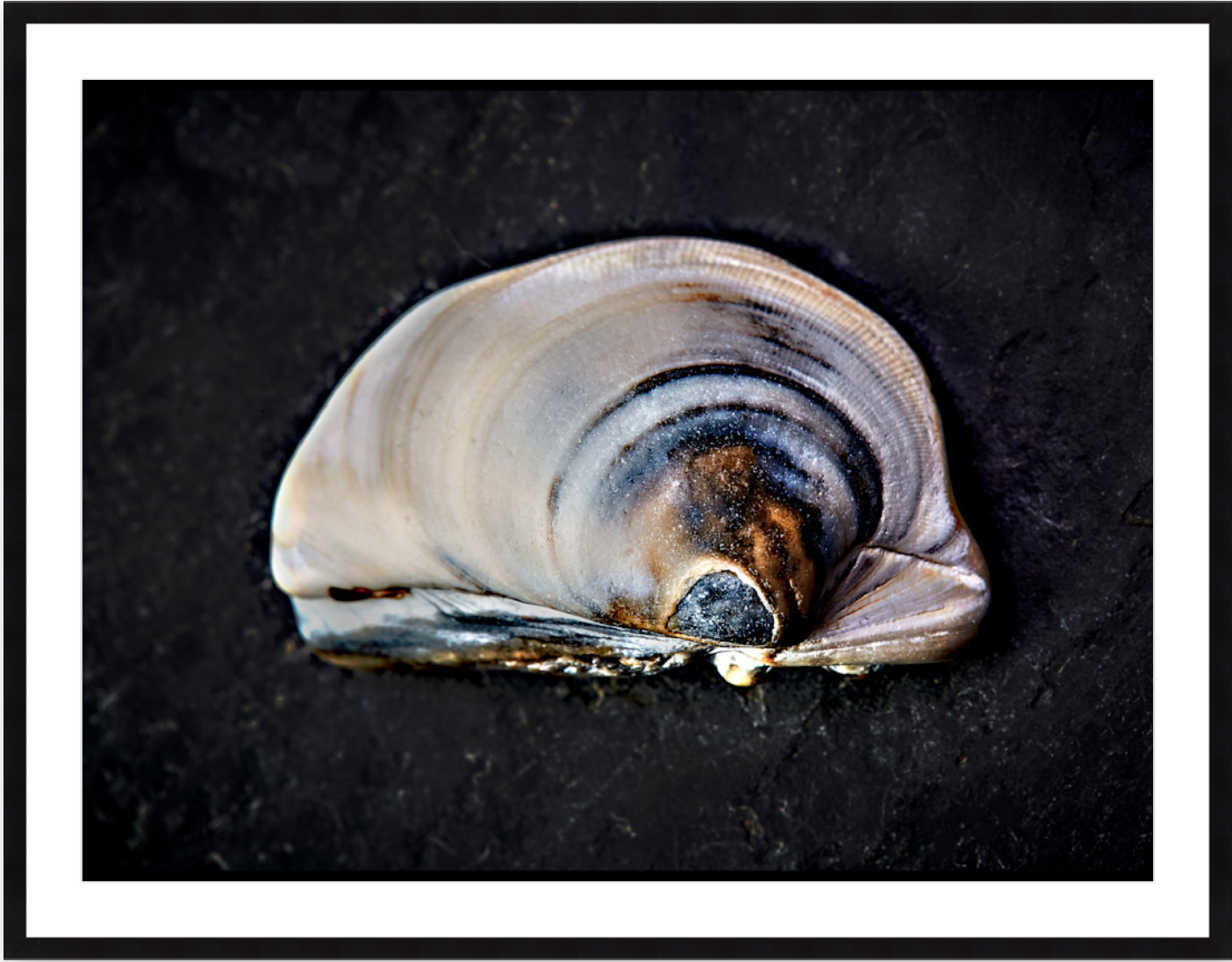 Polaris Fine Art Print