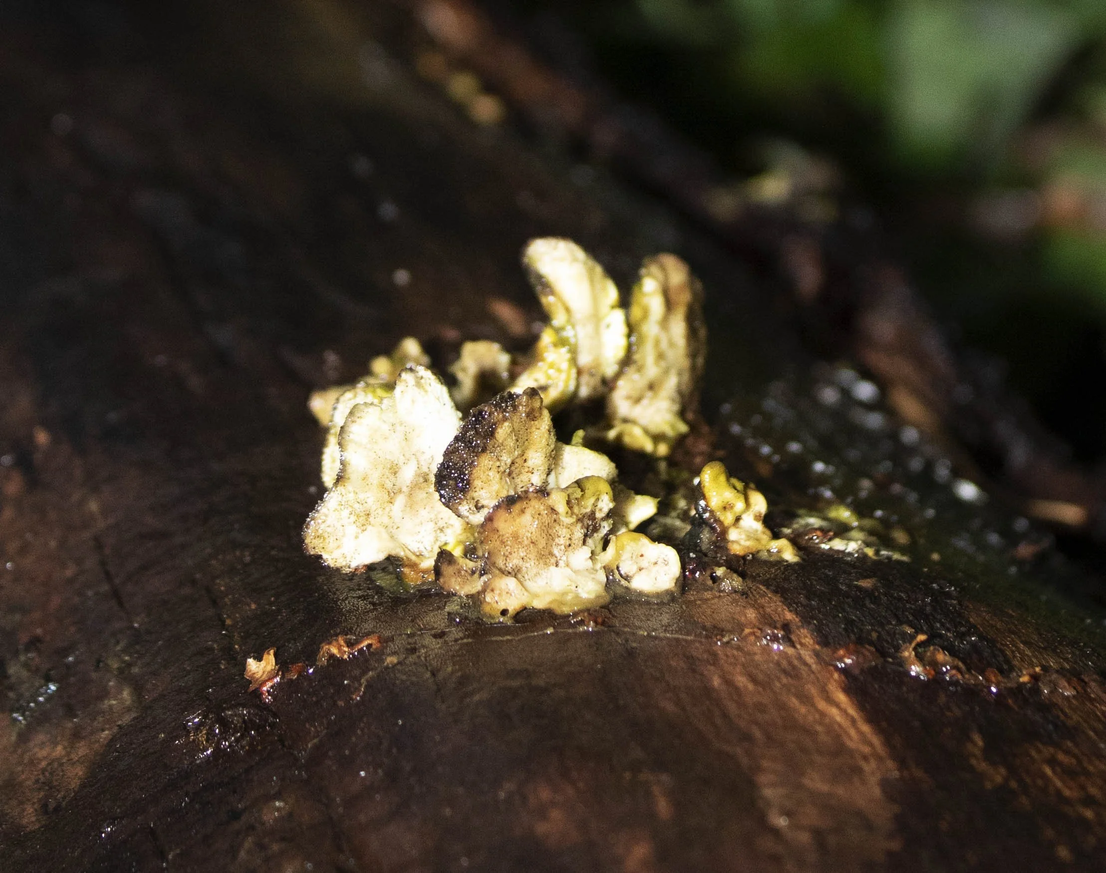 close up of mushroom on tree bark