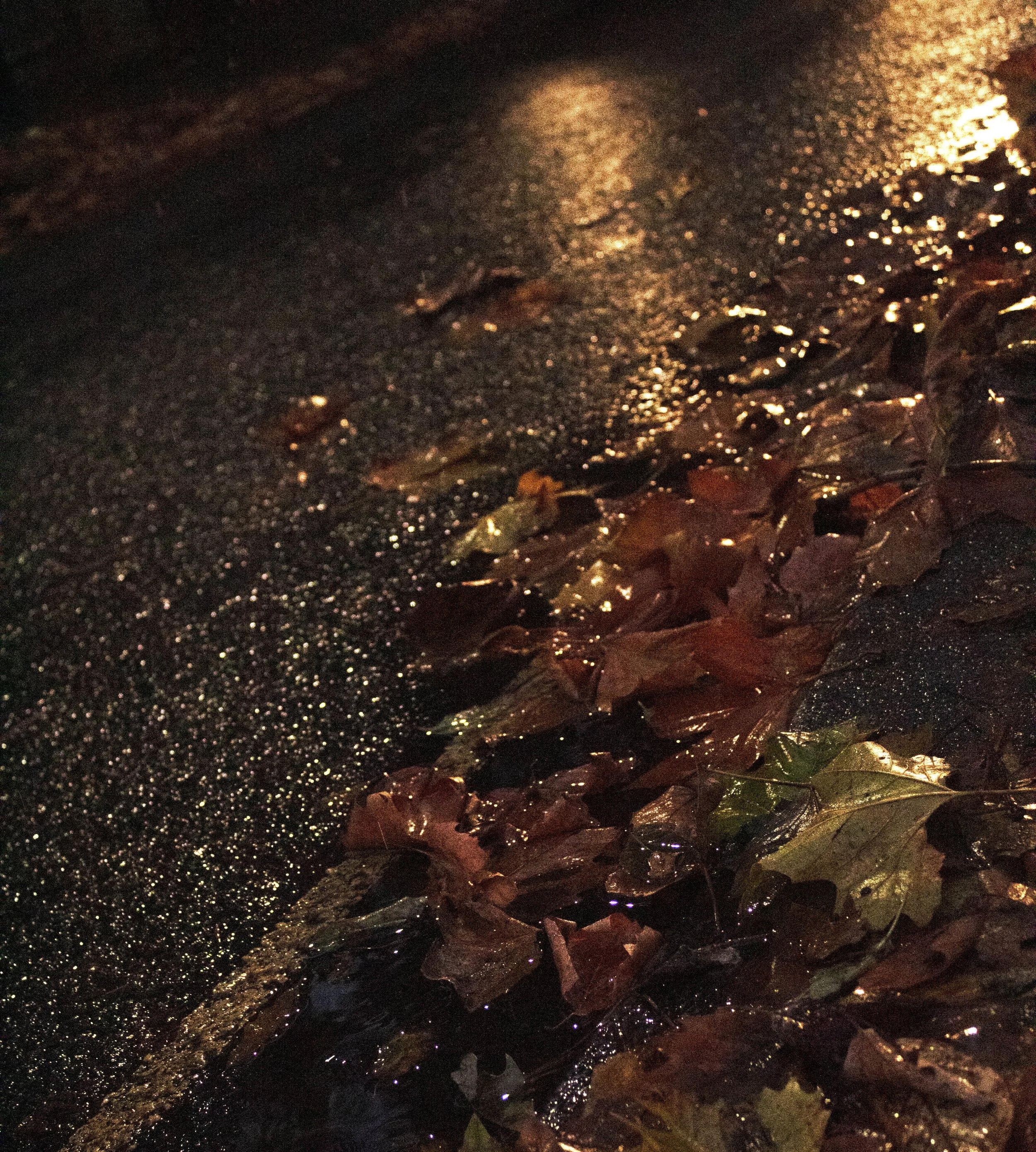 autumn leaves on wet tarmac road