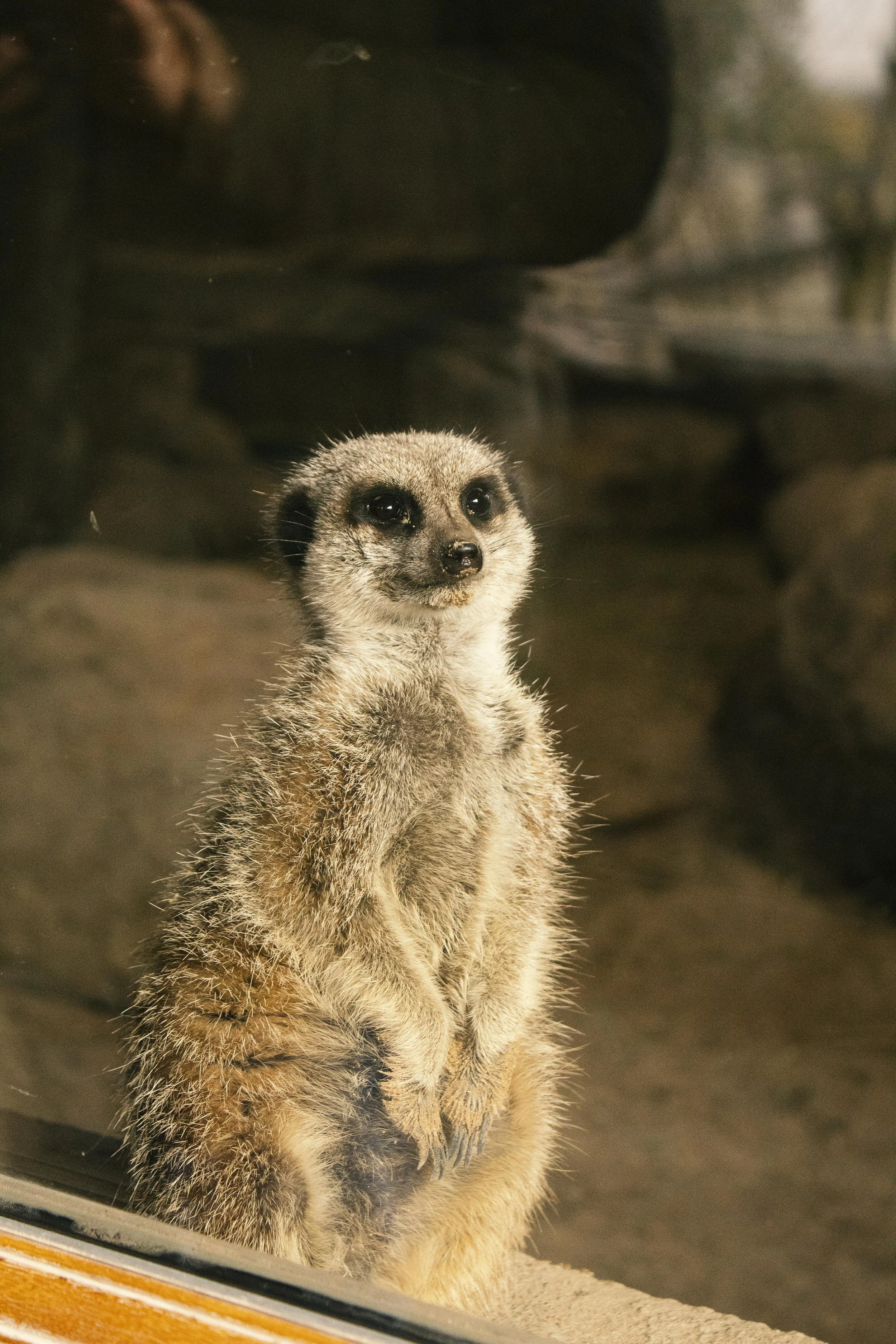 meerkat.jpg