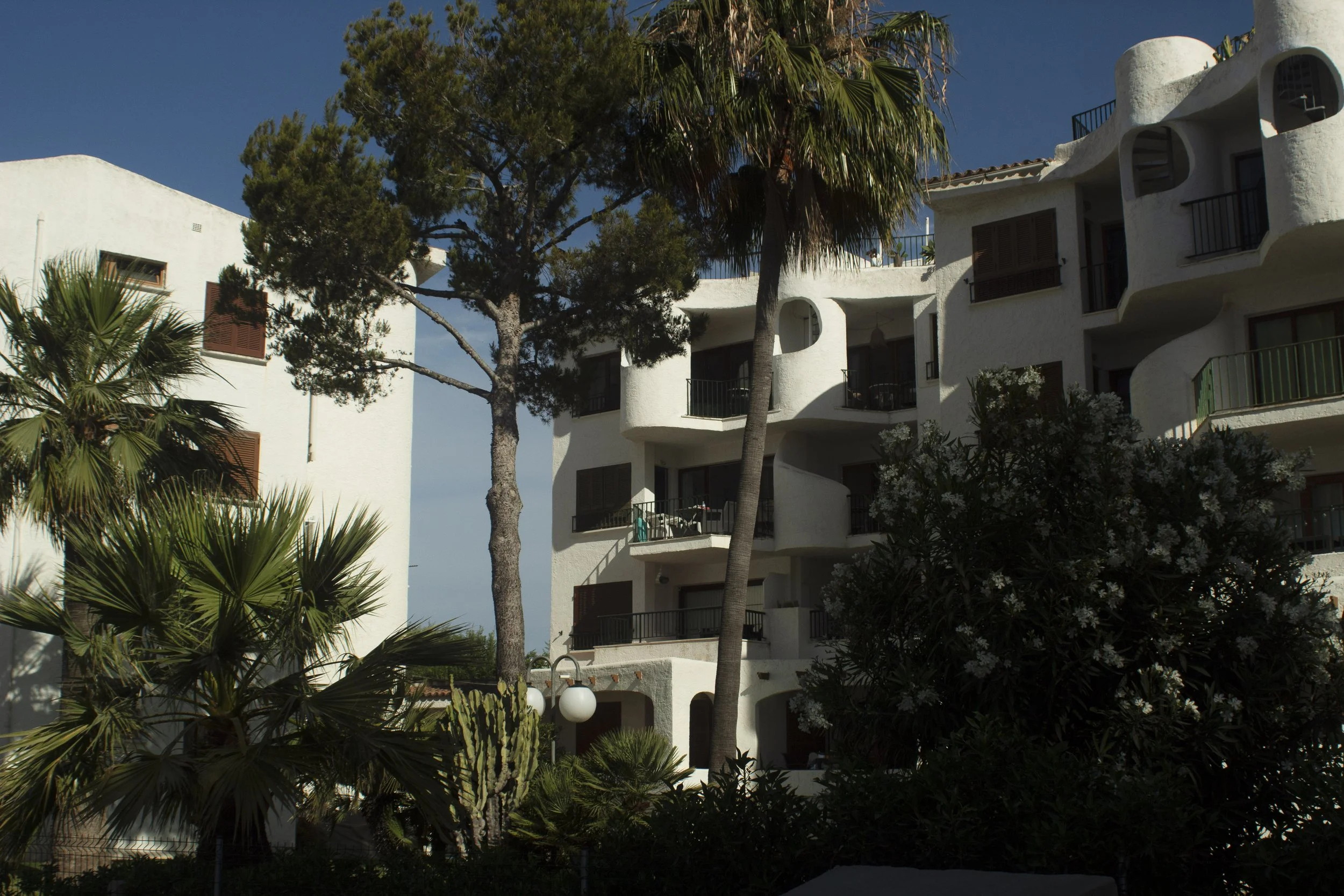 palm trees white buuilding blue sky.jpg