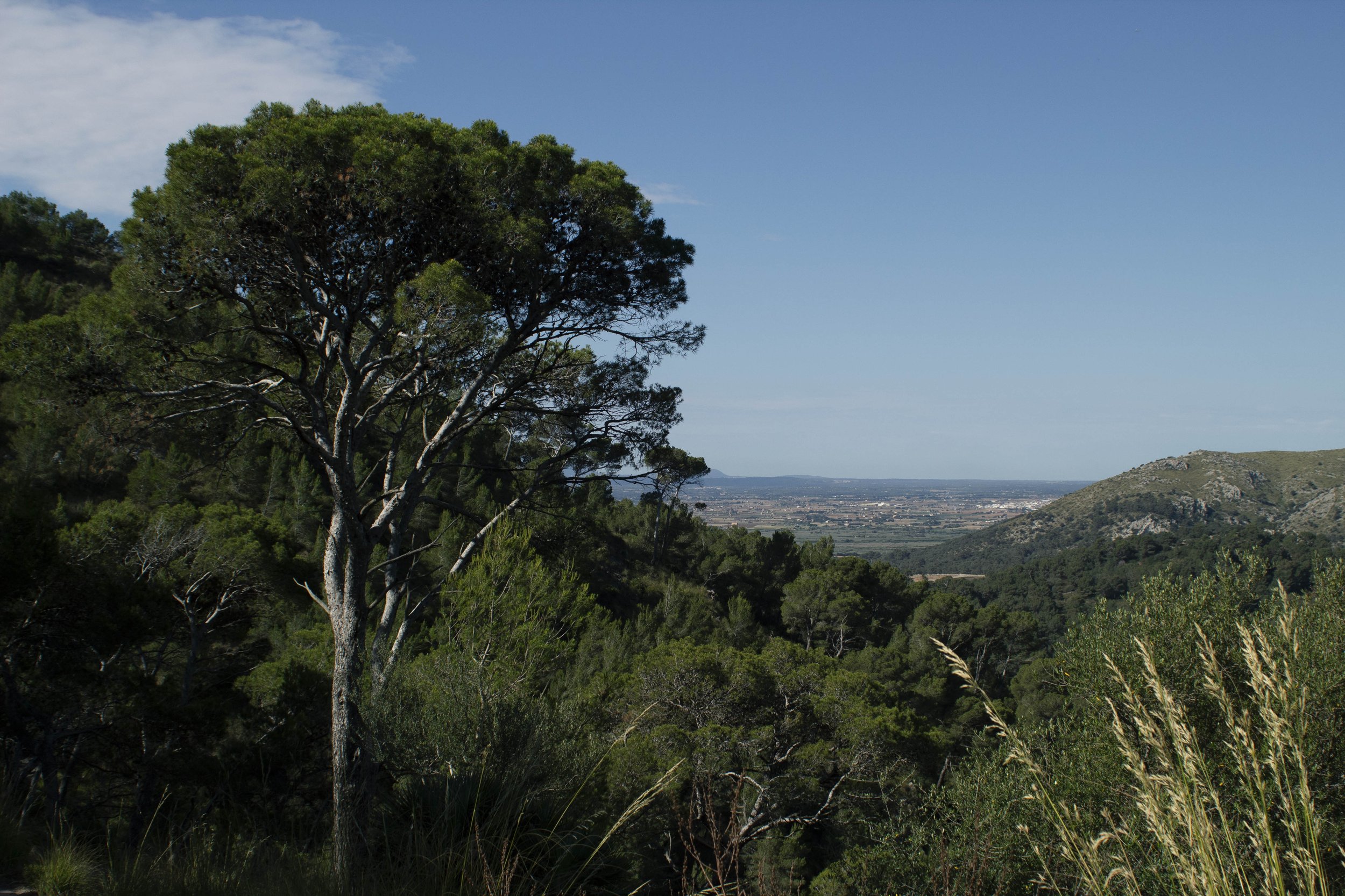 tree on mountain.jpg