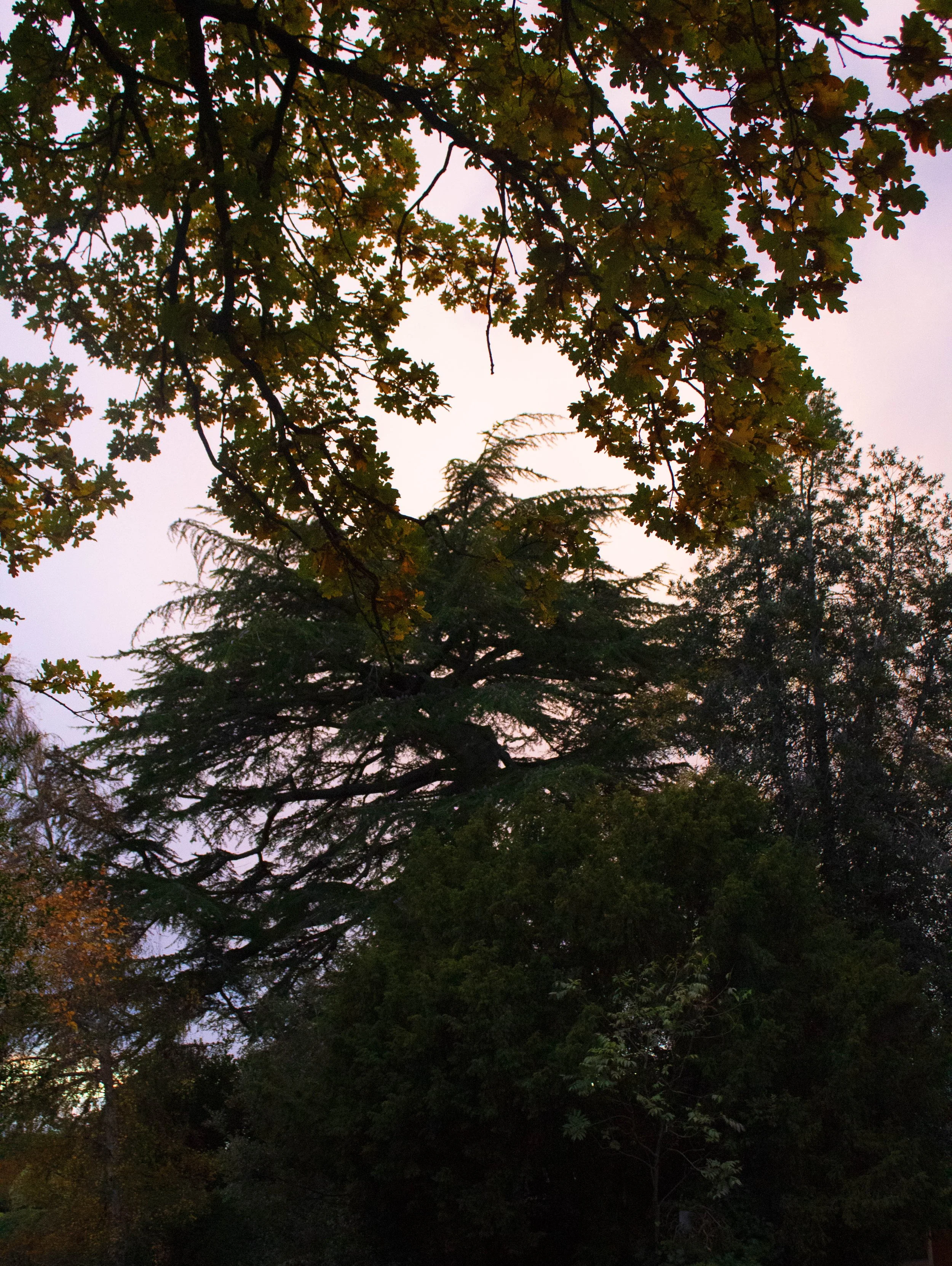 colour photo of some trees at sunset