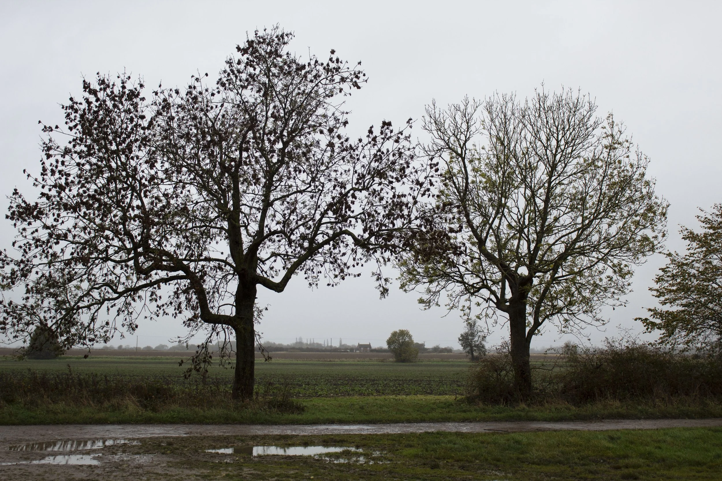 trees with house framed.jpg