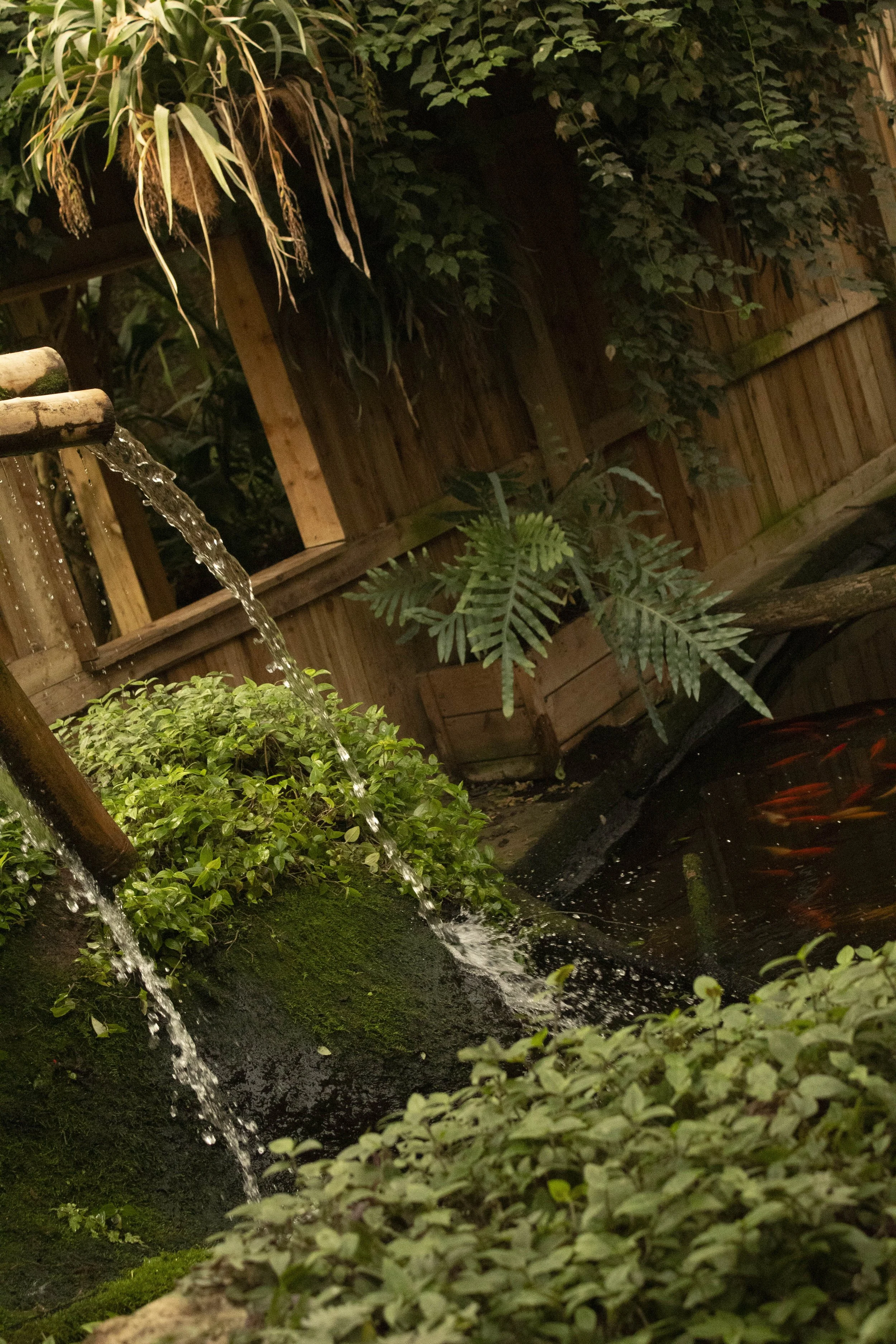 fishes and shrubs.jpg