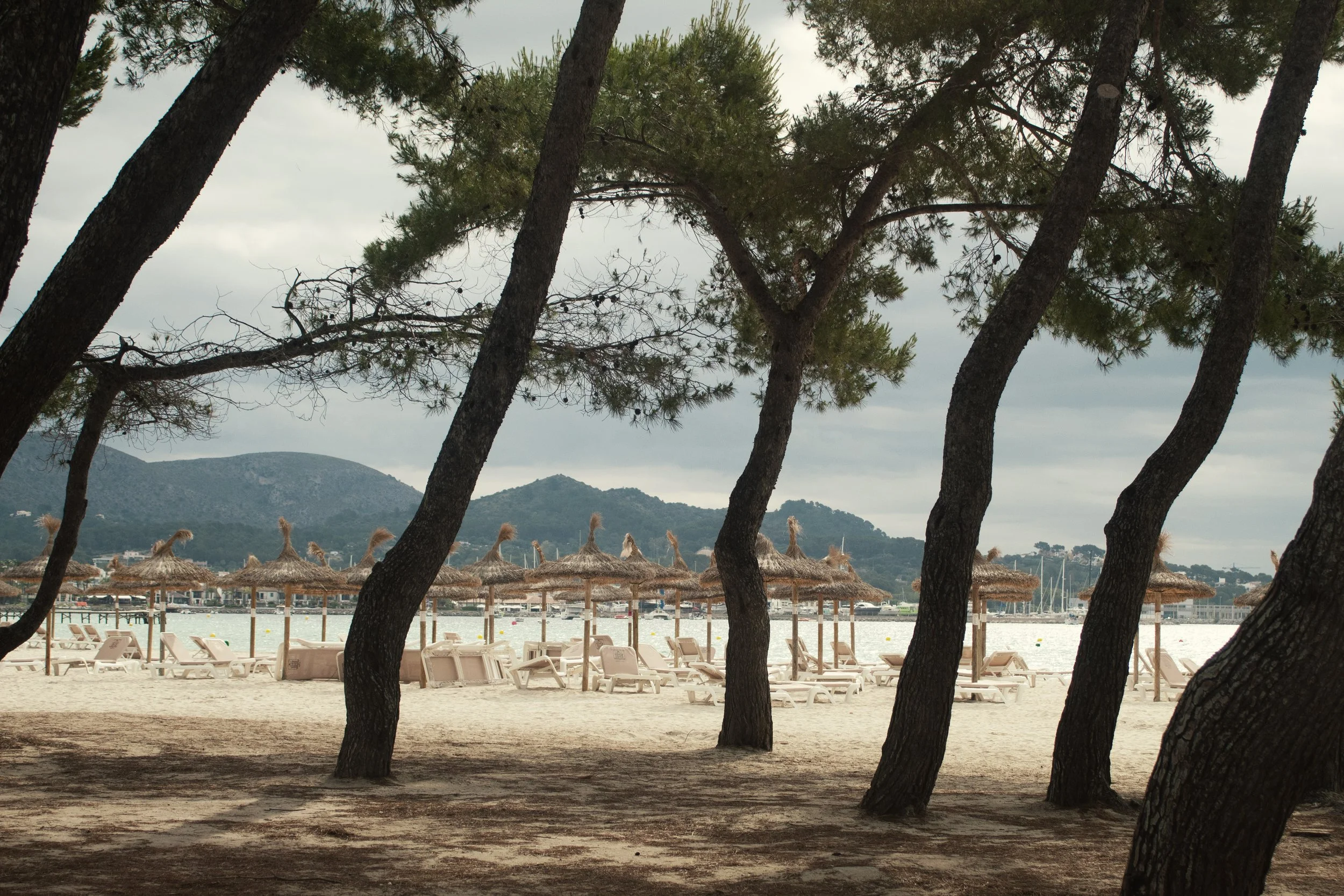 beach through trees.jpg