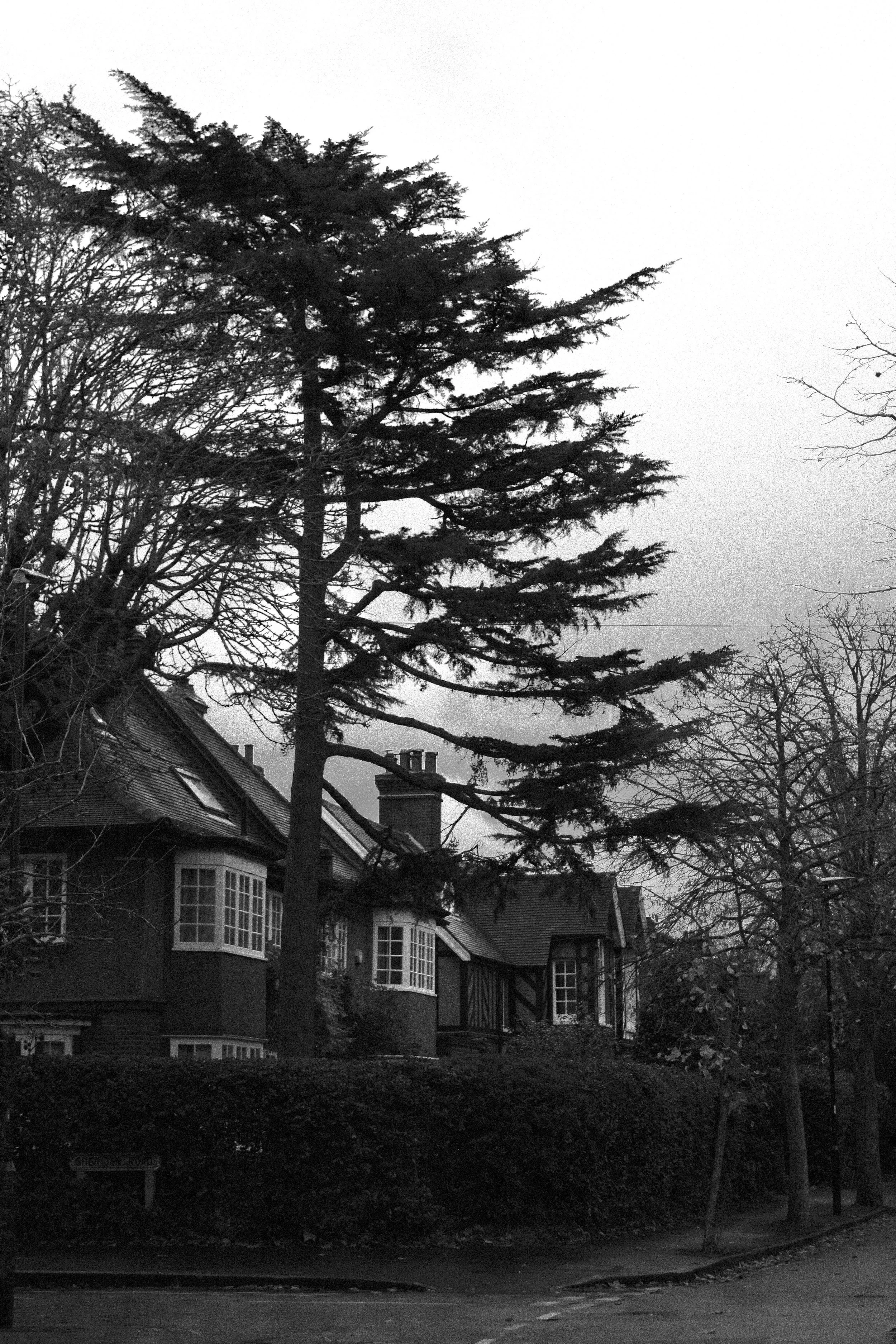 black and white photo of a house and trees