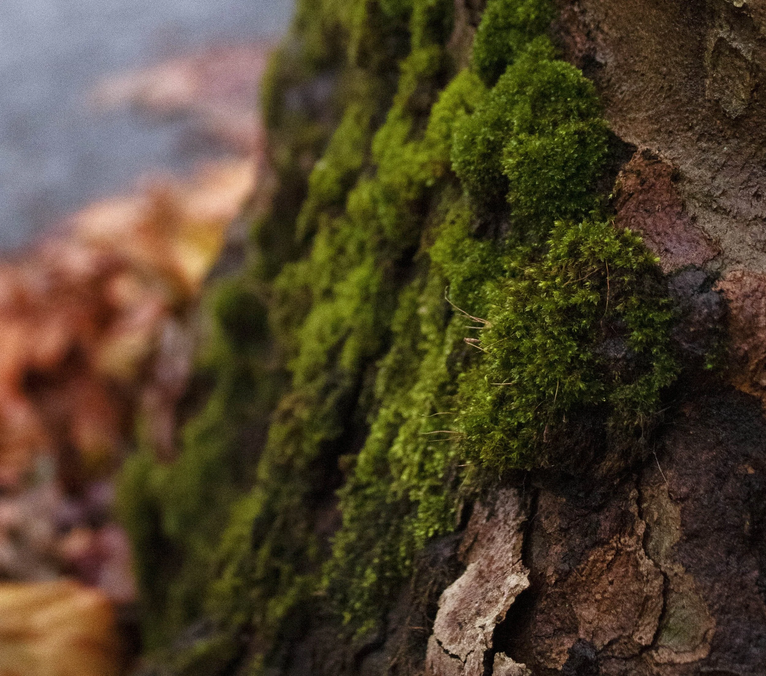 photo of moss on a tree