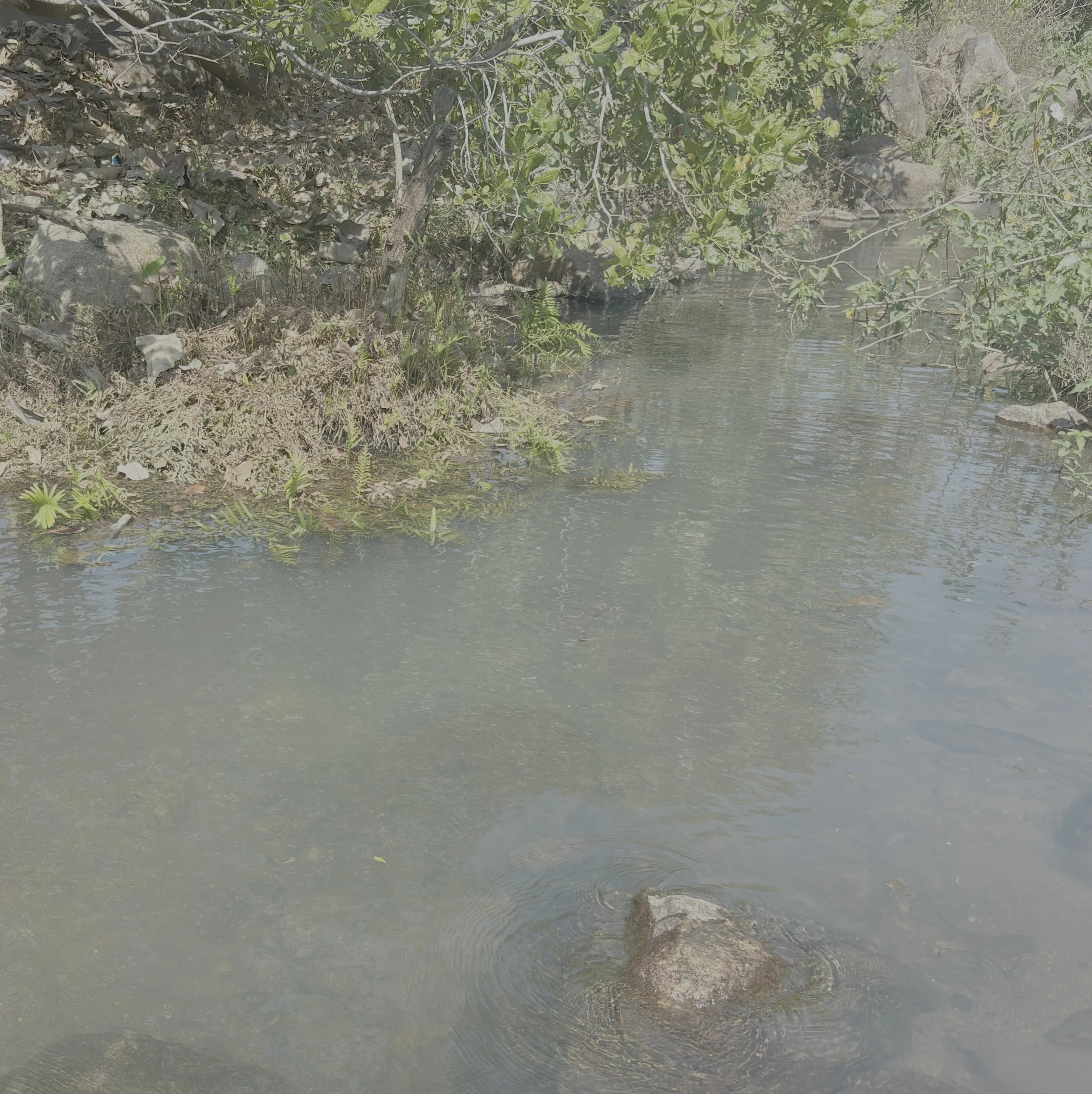 stream.jpg