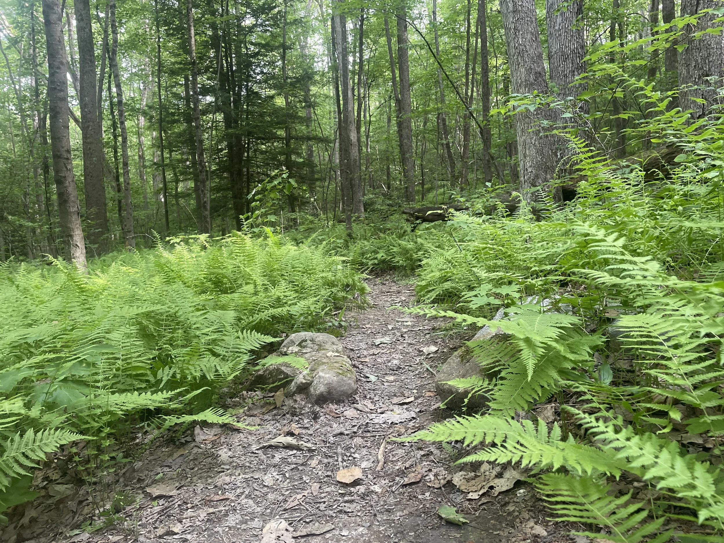 A path in the forest