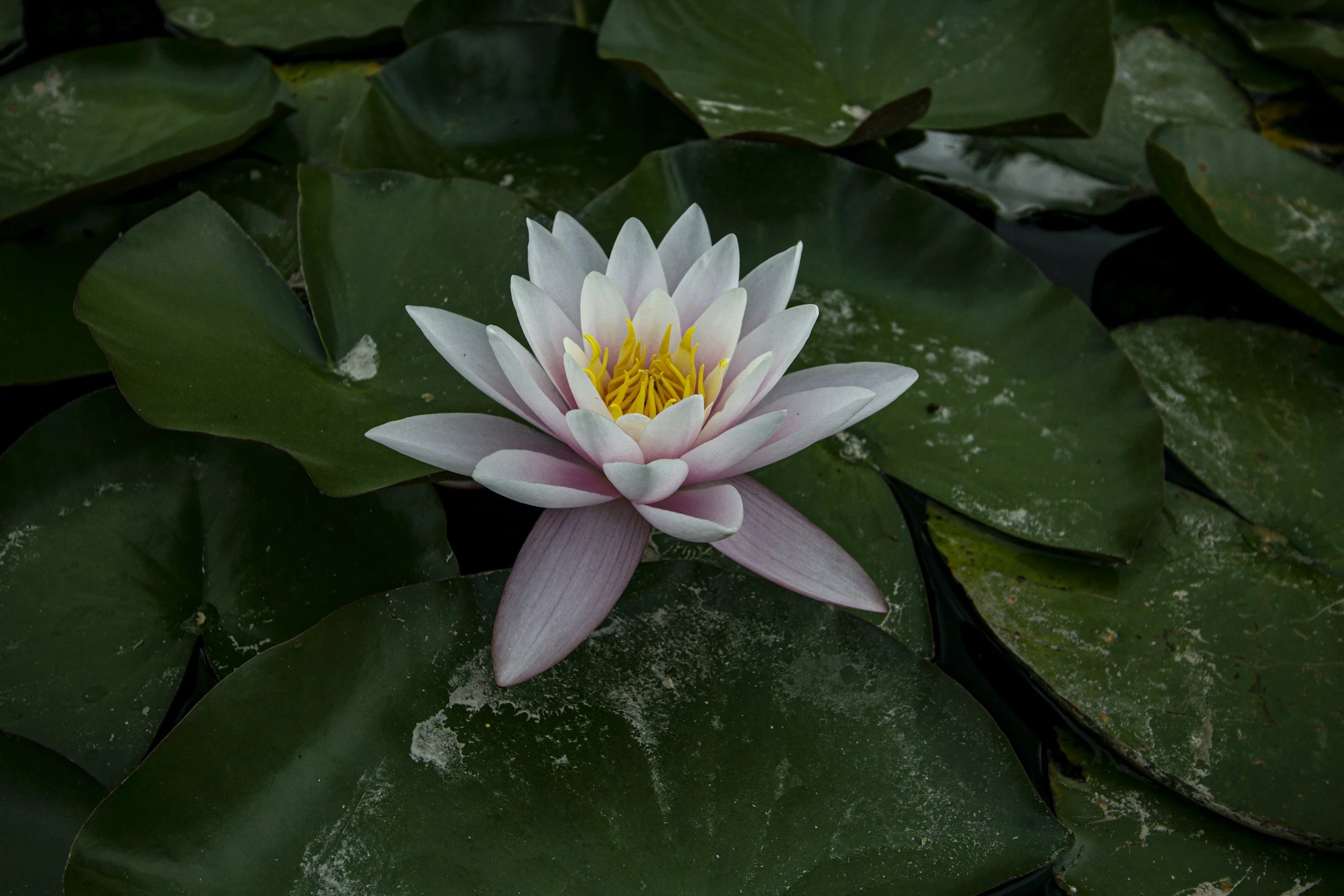 Lotus flower on the water