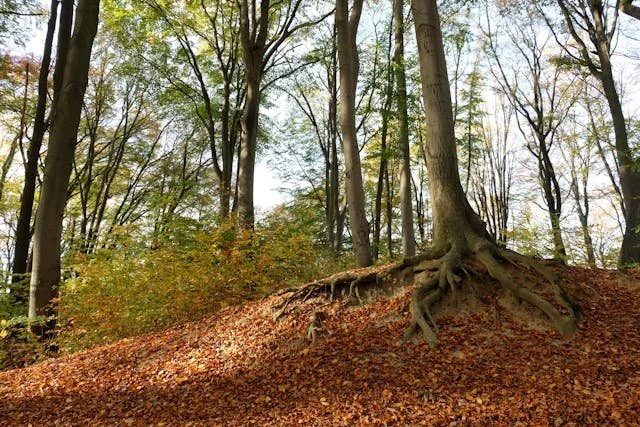 A tree with roots you can see