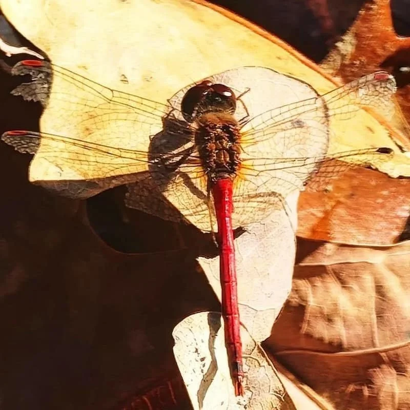 Close-up of a red dragonfly resting on a dried leaf with other fallen leaves around.