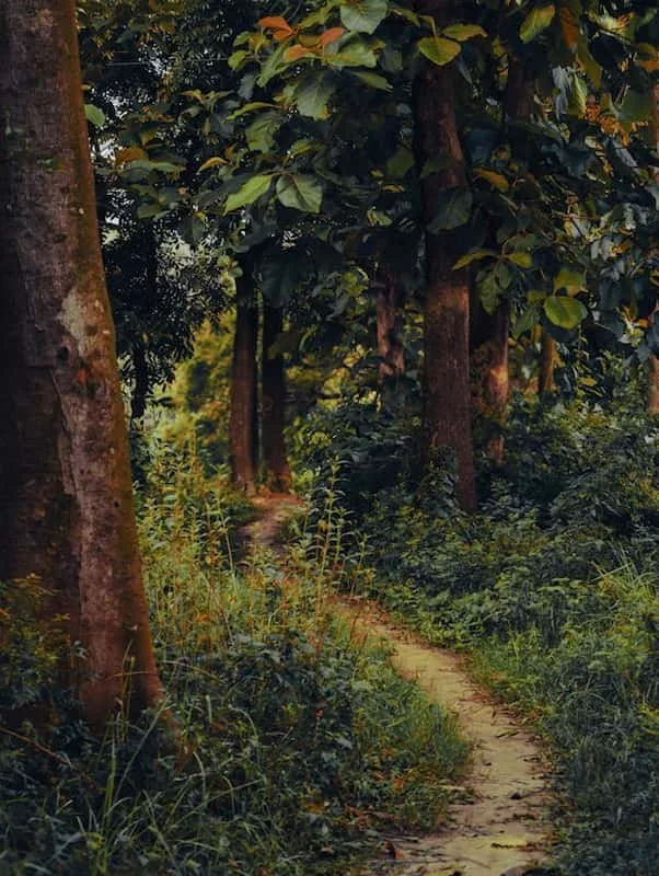 A trail wondering through the forest