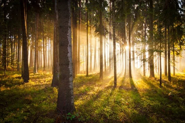 trees in the morning light